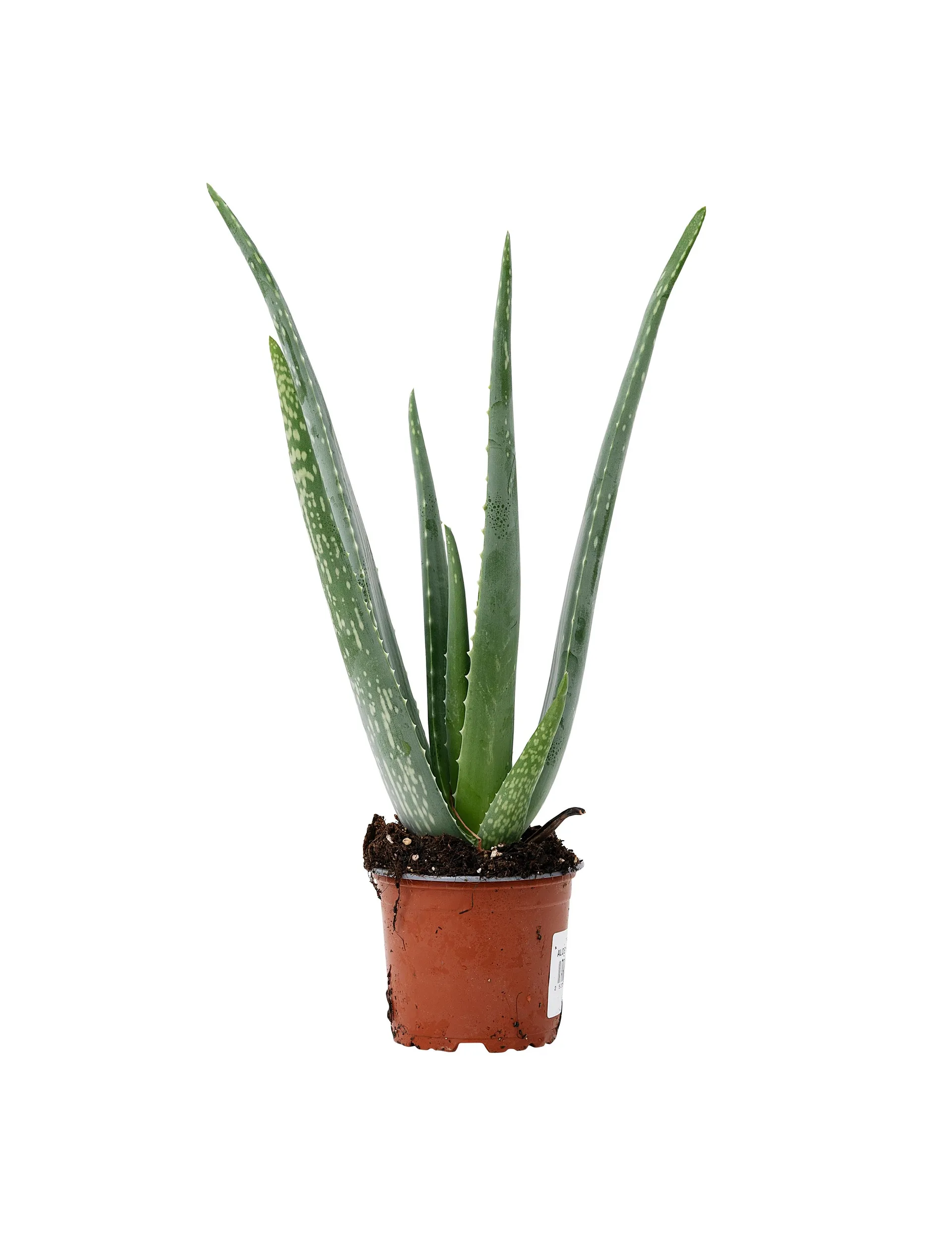 Aloe vera, Ø10,5 cm potte