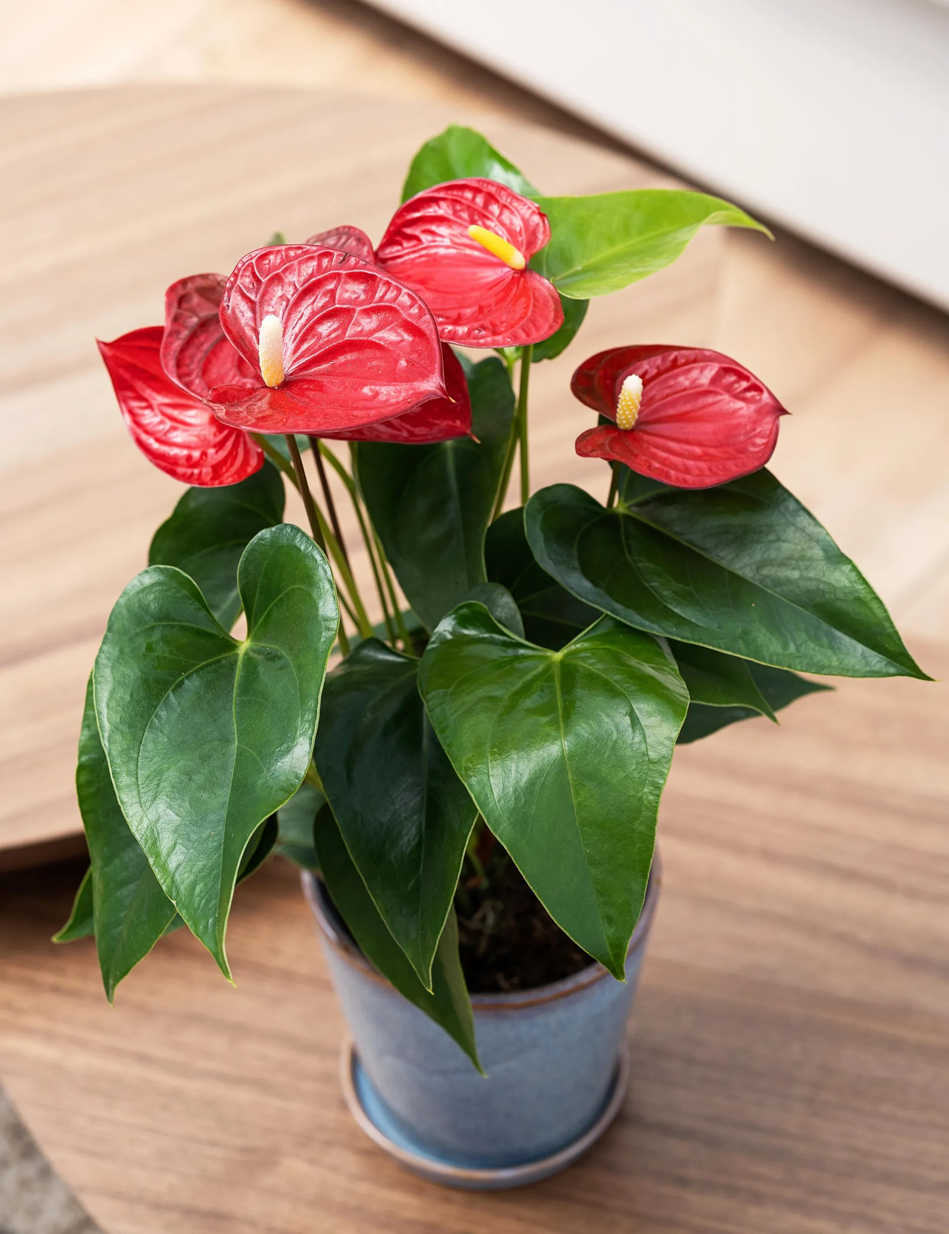 Flamingoblomst, Anthurium andr. Karma Red, Ø12 cm potte