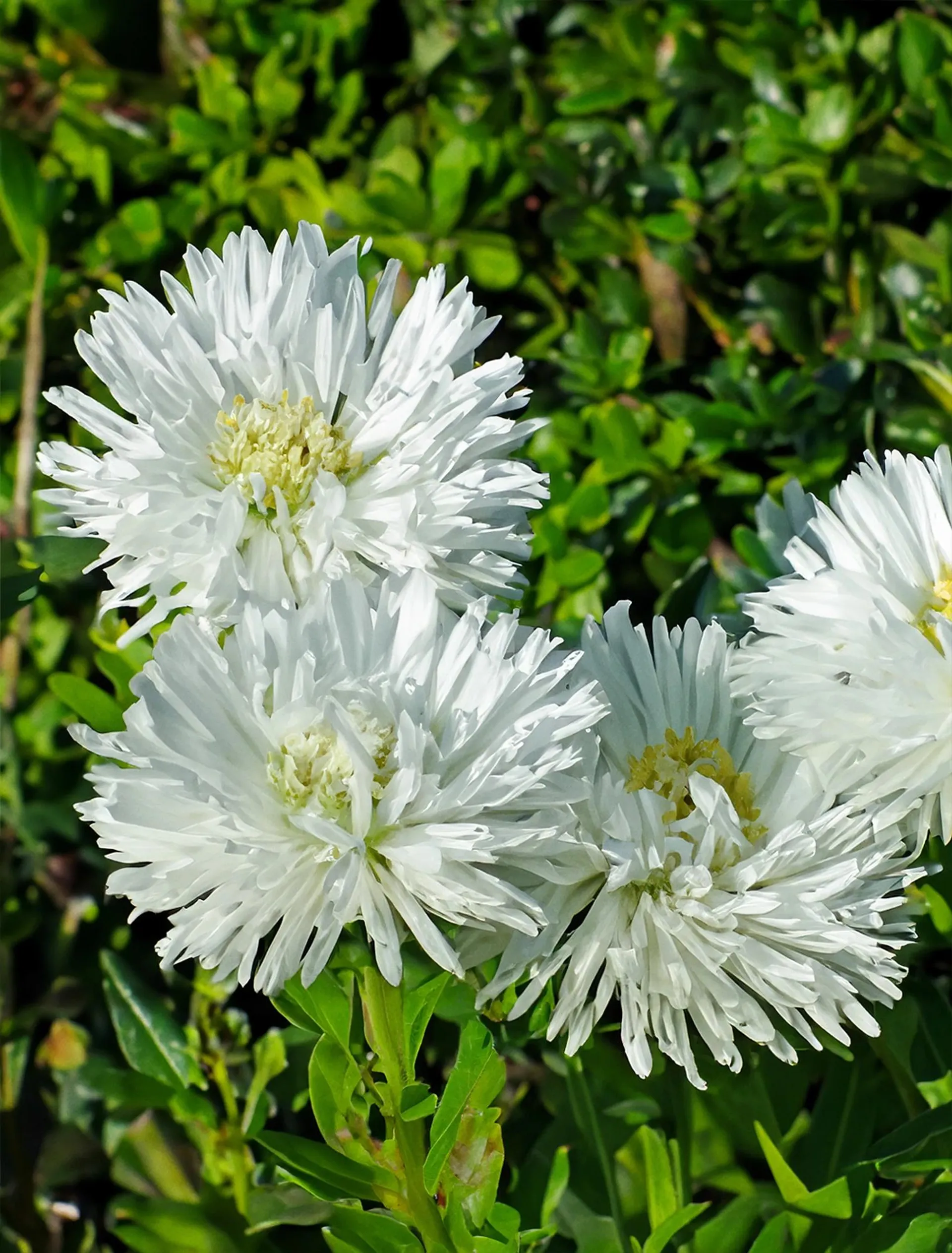 Asters hvid, Aster hybrid, Ø10,5 cm potte