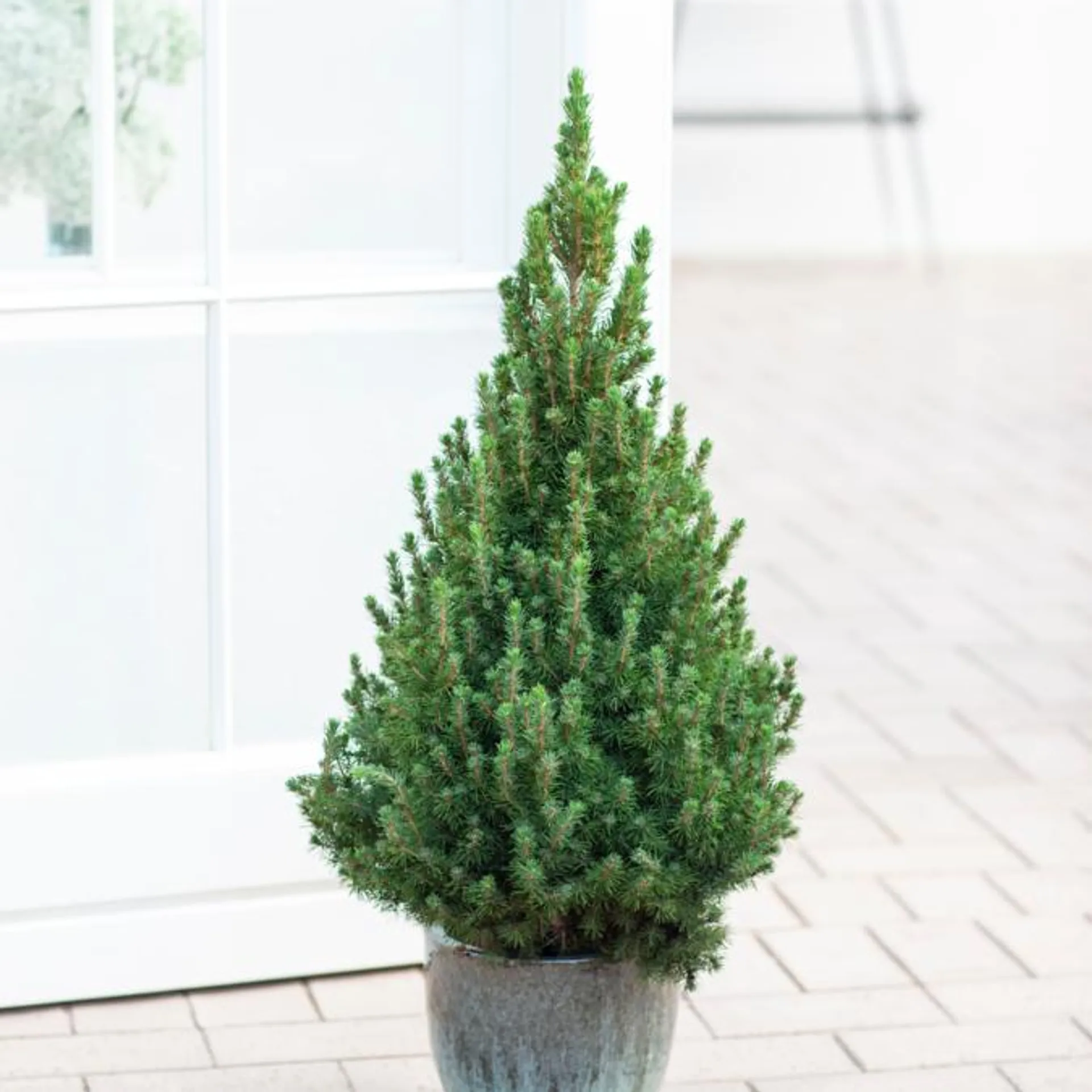 Sukkertopgran, Picea gla. 'Conica', 3 liter potte, 60 cm.