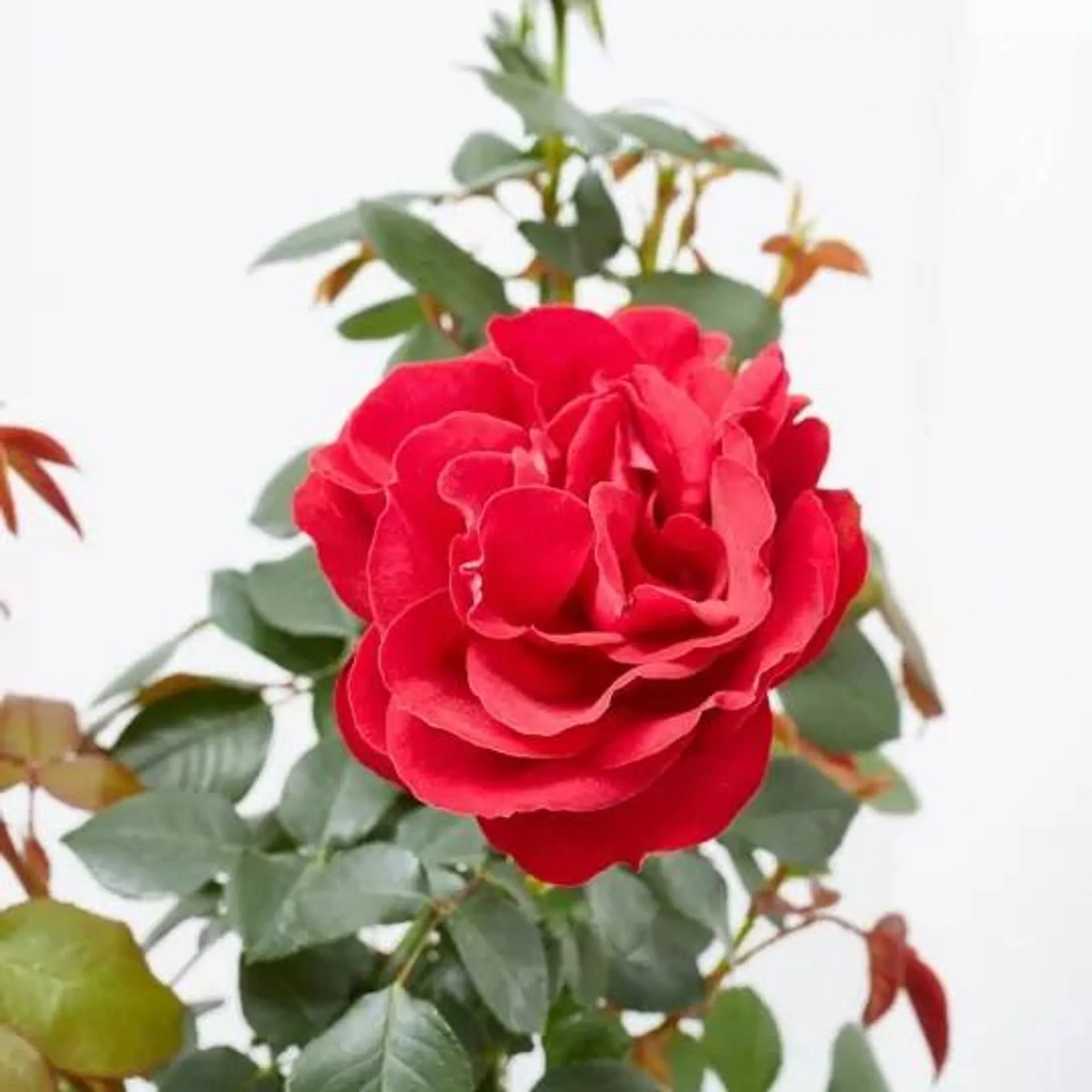 ROSAL PAISAJISTA MACETA 4L PREMIUM