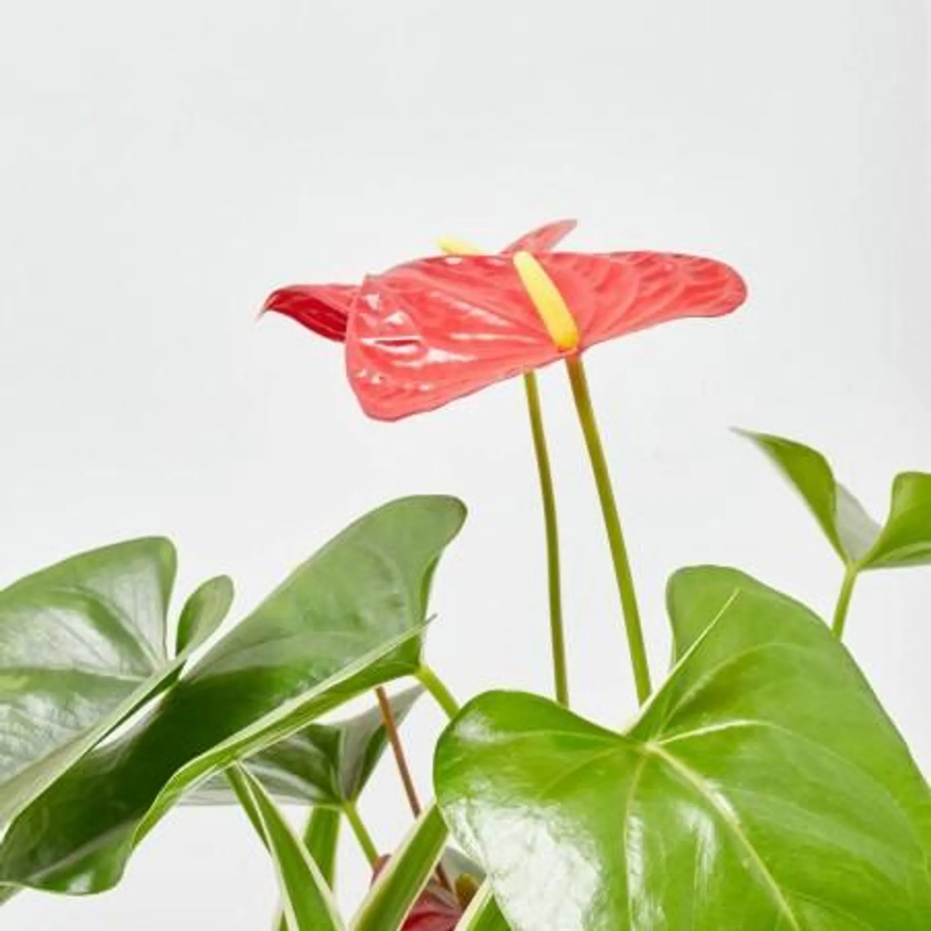 COMPOSICION PLANTAS ANTHURIUM ROJO BASE YUTE D21