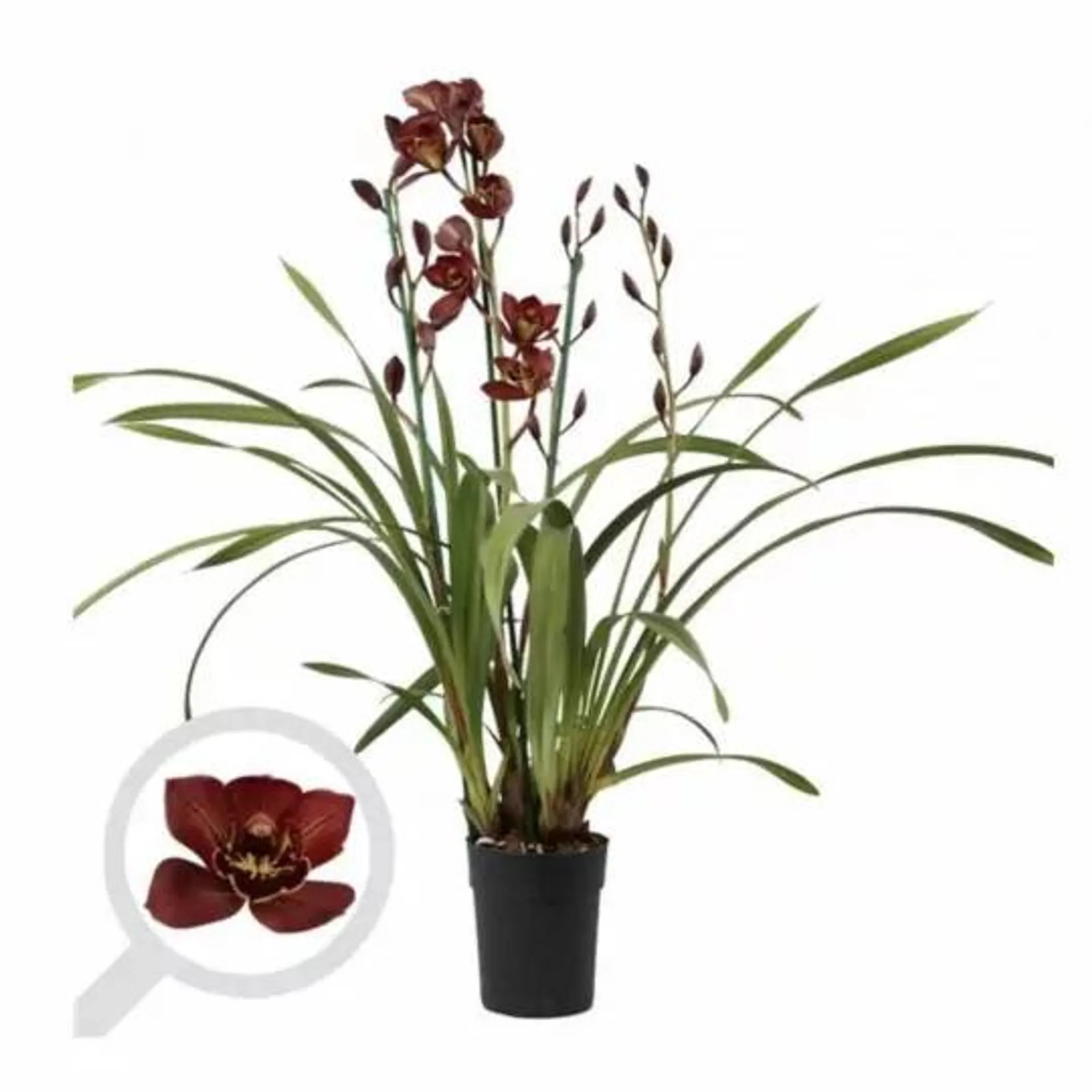 ORQUIDEA CYMBIDIUM EXTRA MACETA 14CM