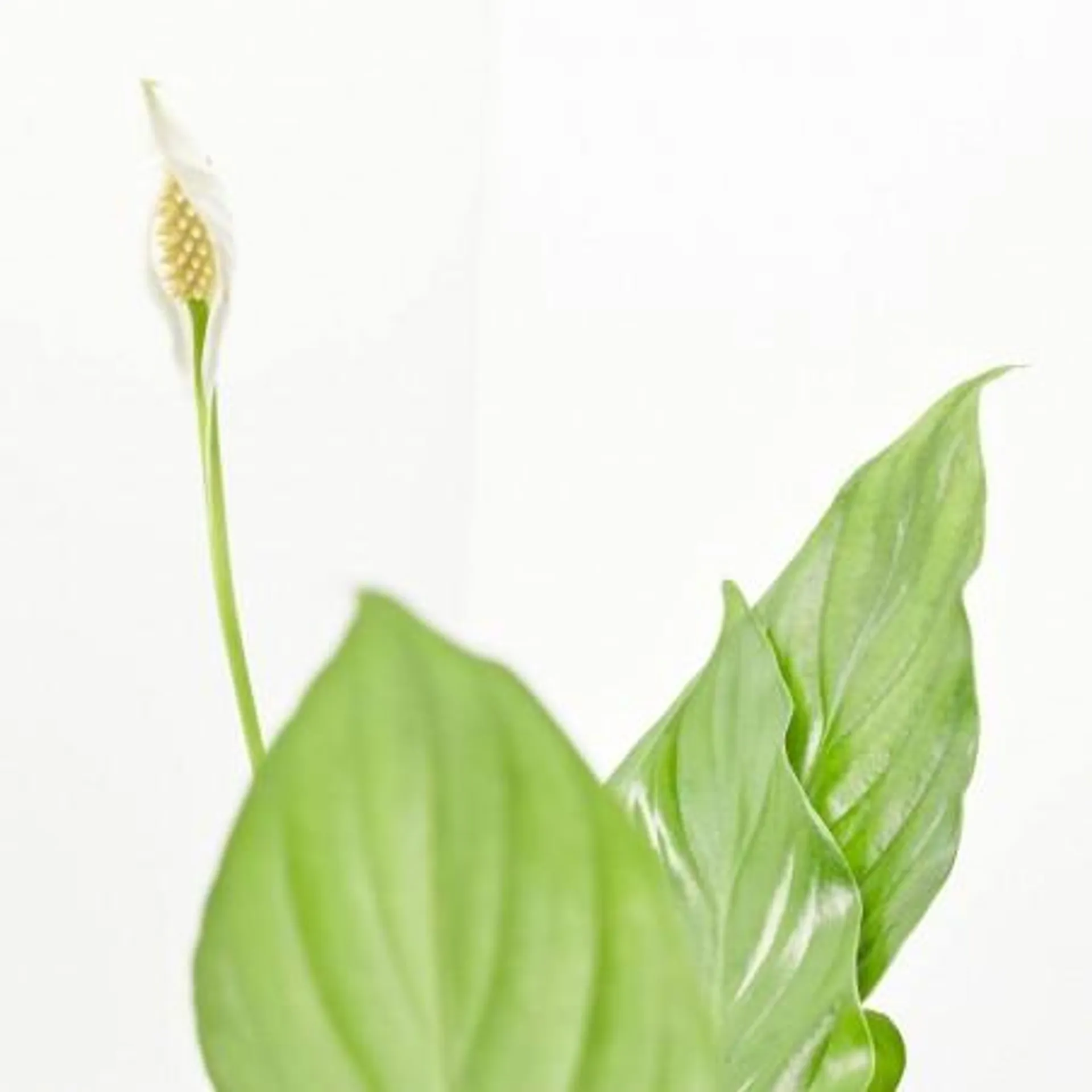 SPATHIPHYLLUM MACETA 14CM