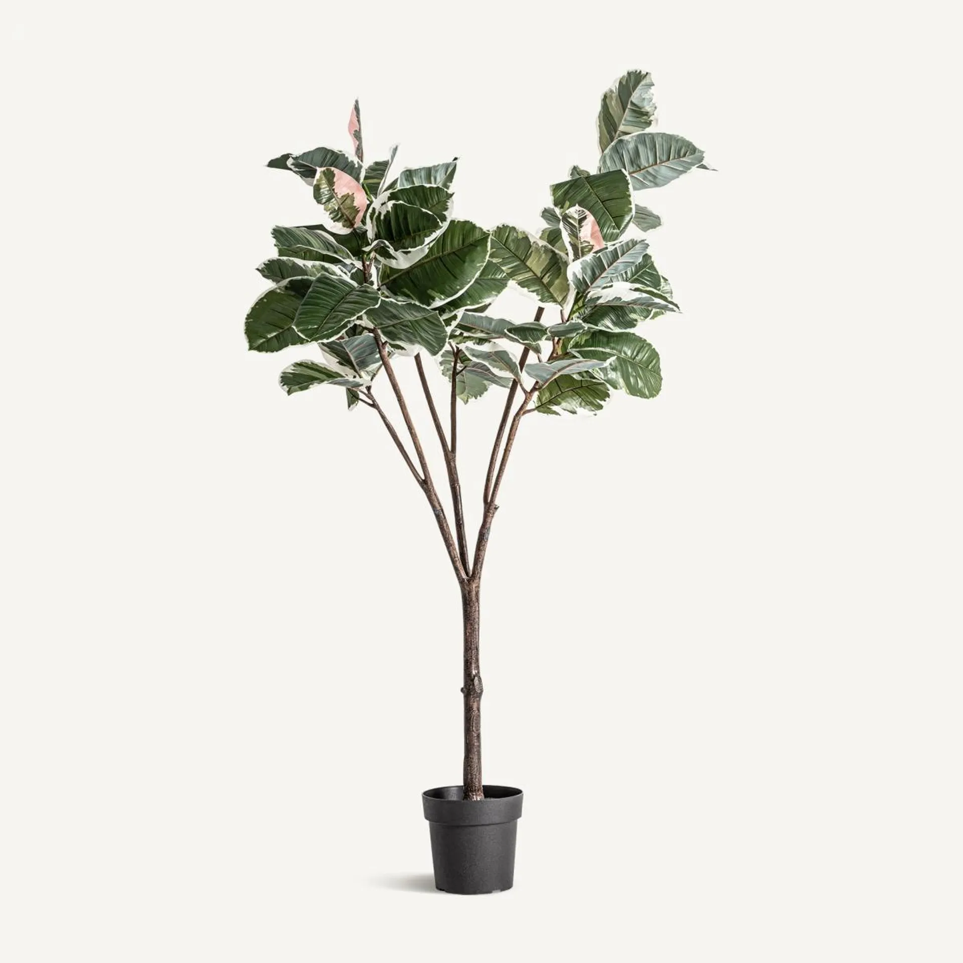 PLANTA ROBLE BLANCO