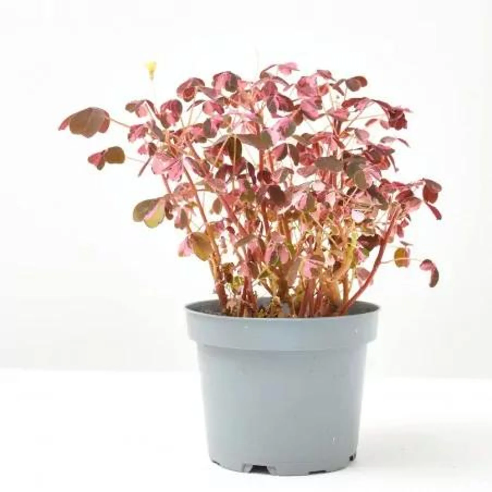 OXALIS CRAZY PLUM MACETA 10CM