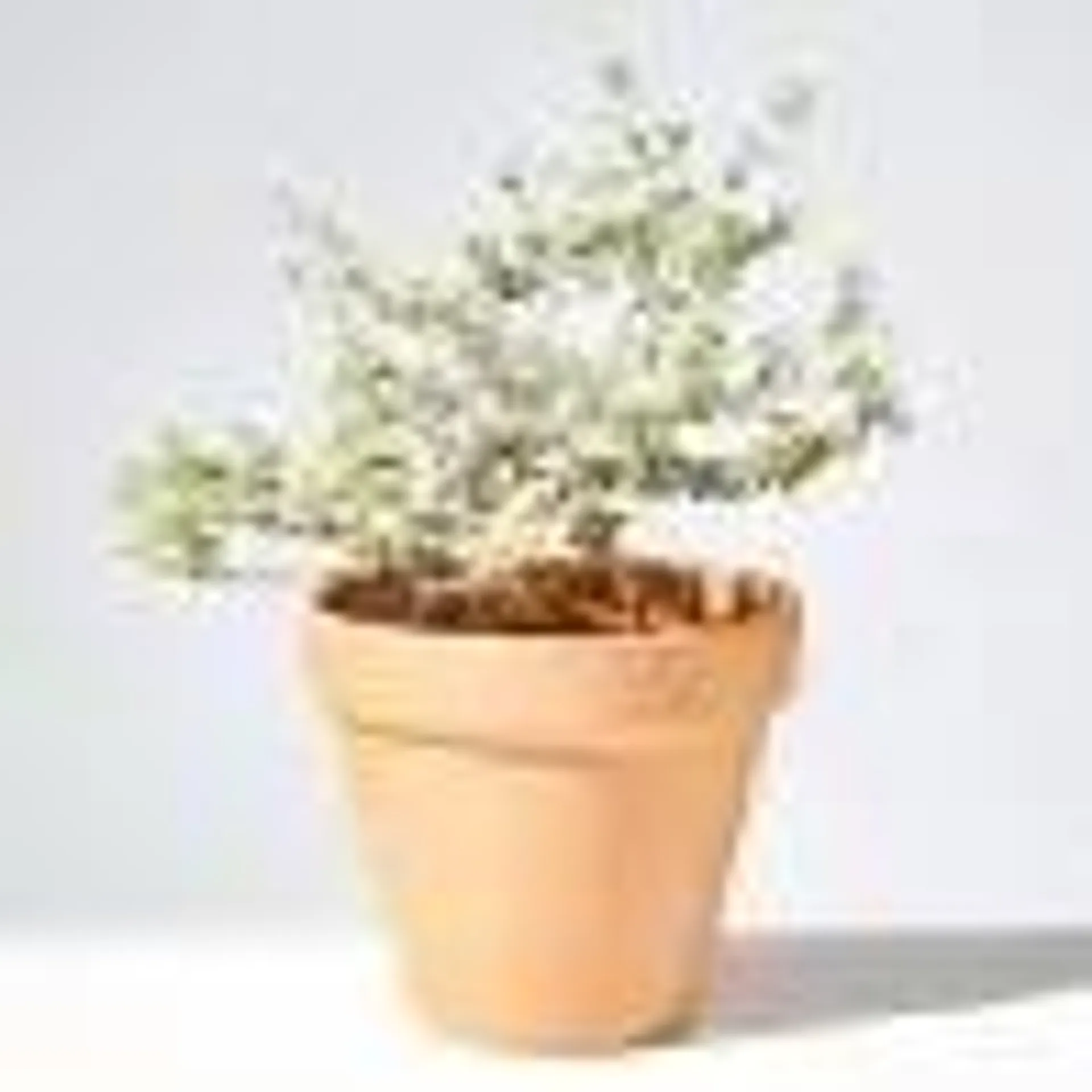 TEUCRIUM