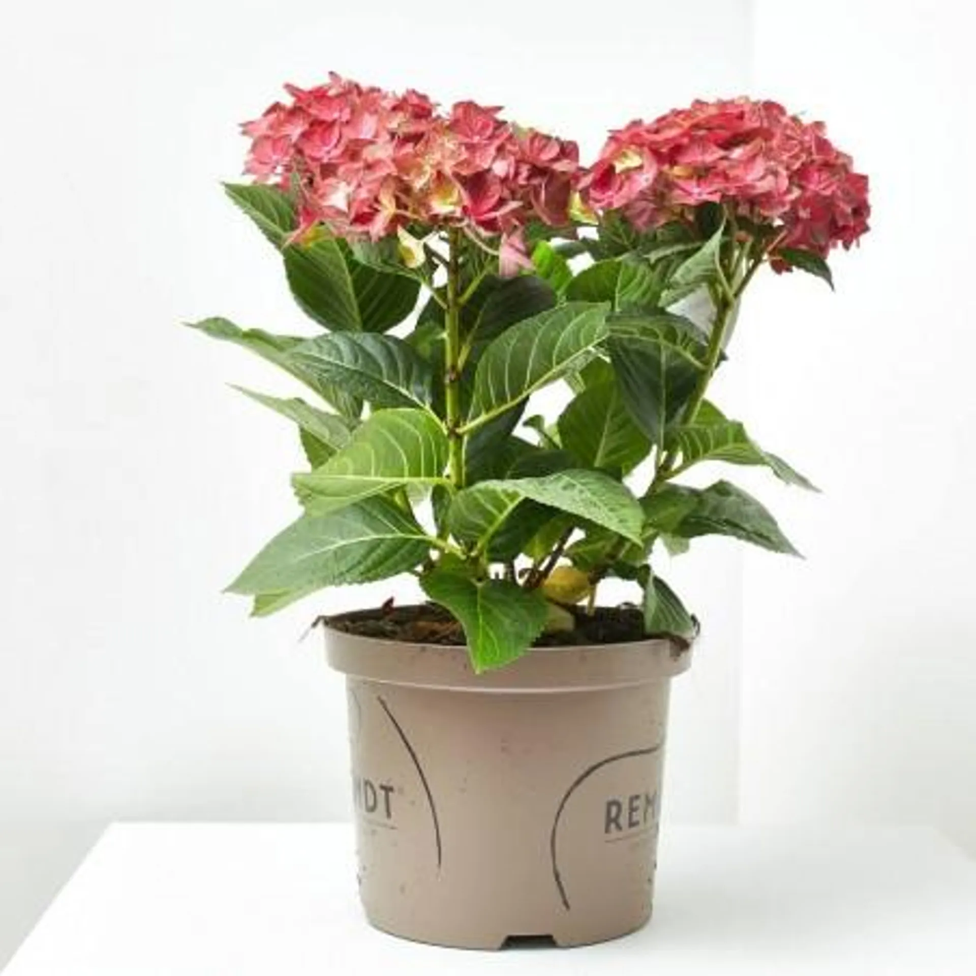 HORTENSIA REMBRANDT 5L