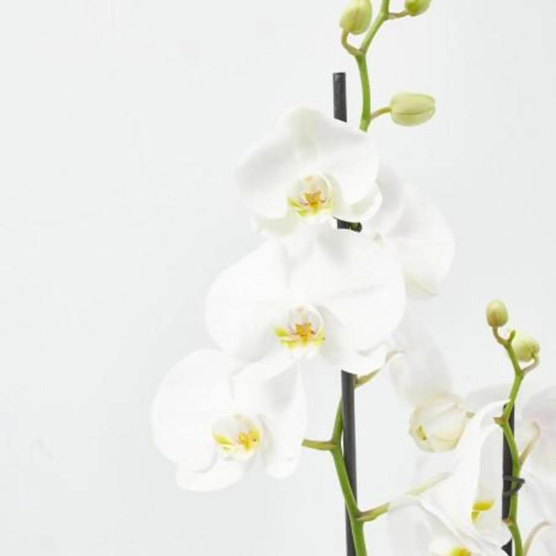 ORQUÍDEA PHALAENOPSIS 2T + MACETERO VIBES ROSA