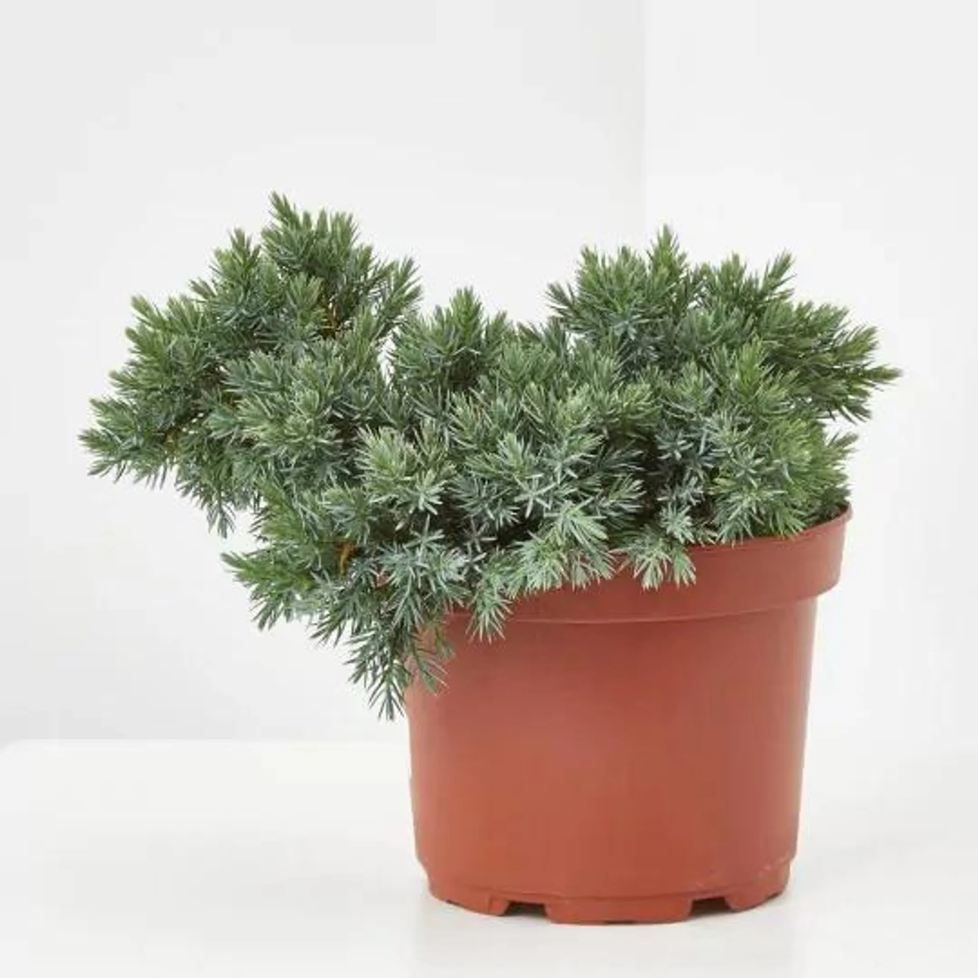 JUNIPERUS SQUAMATA MACETA 3 LITROS