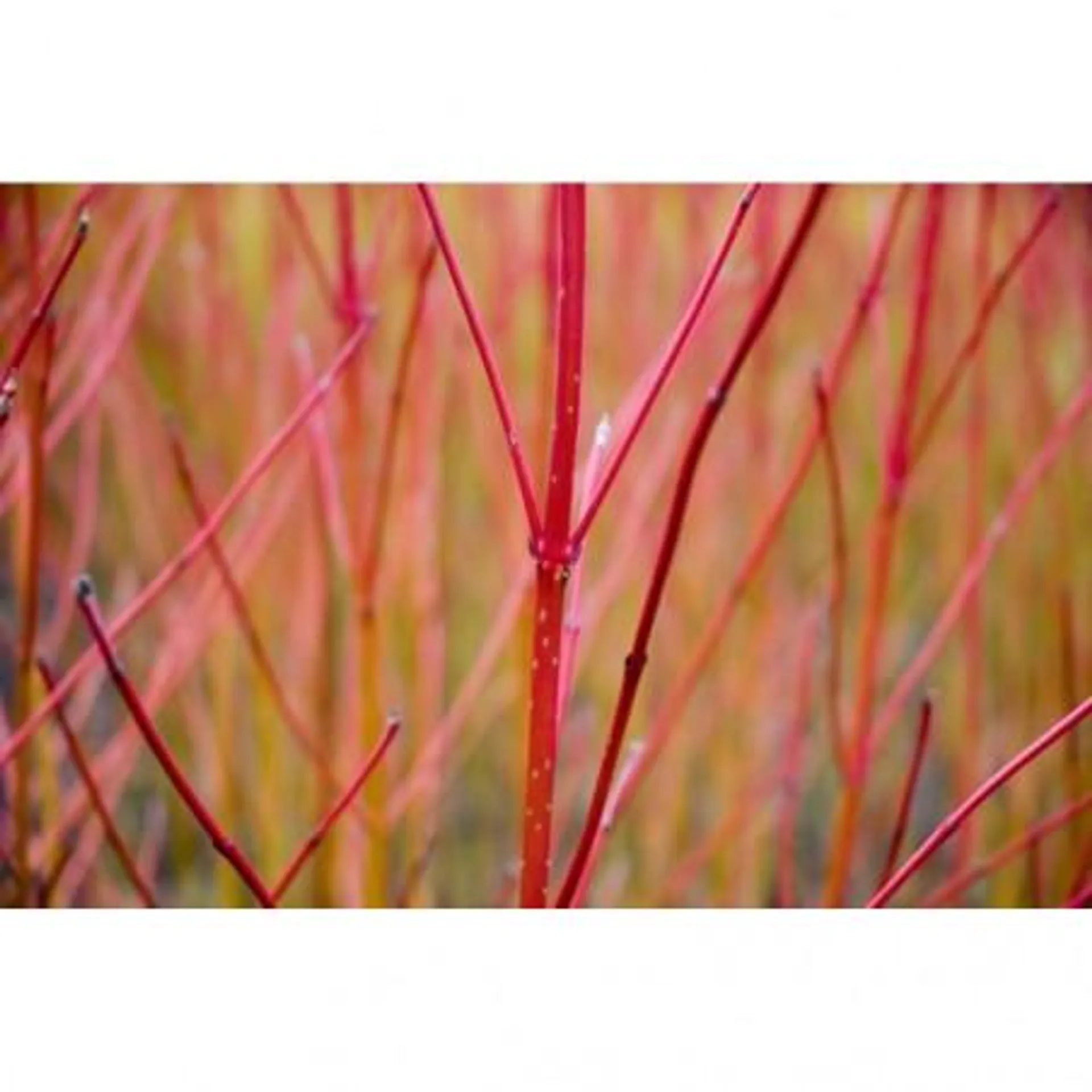 CORNUS MACETA 15CM