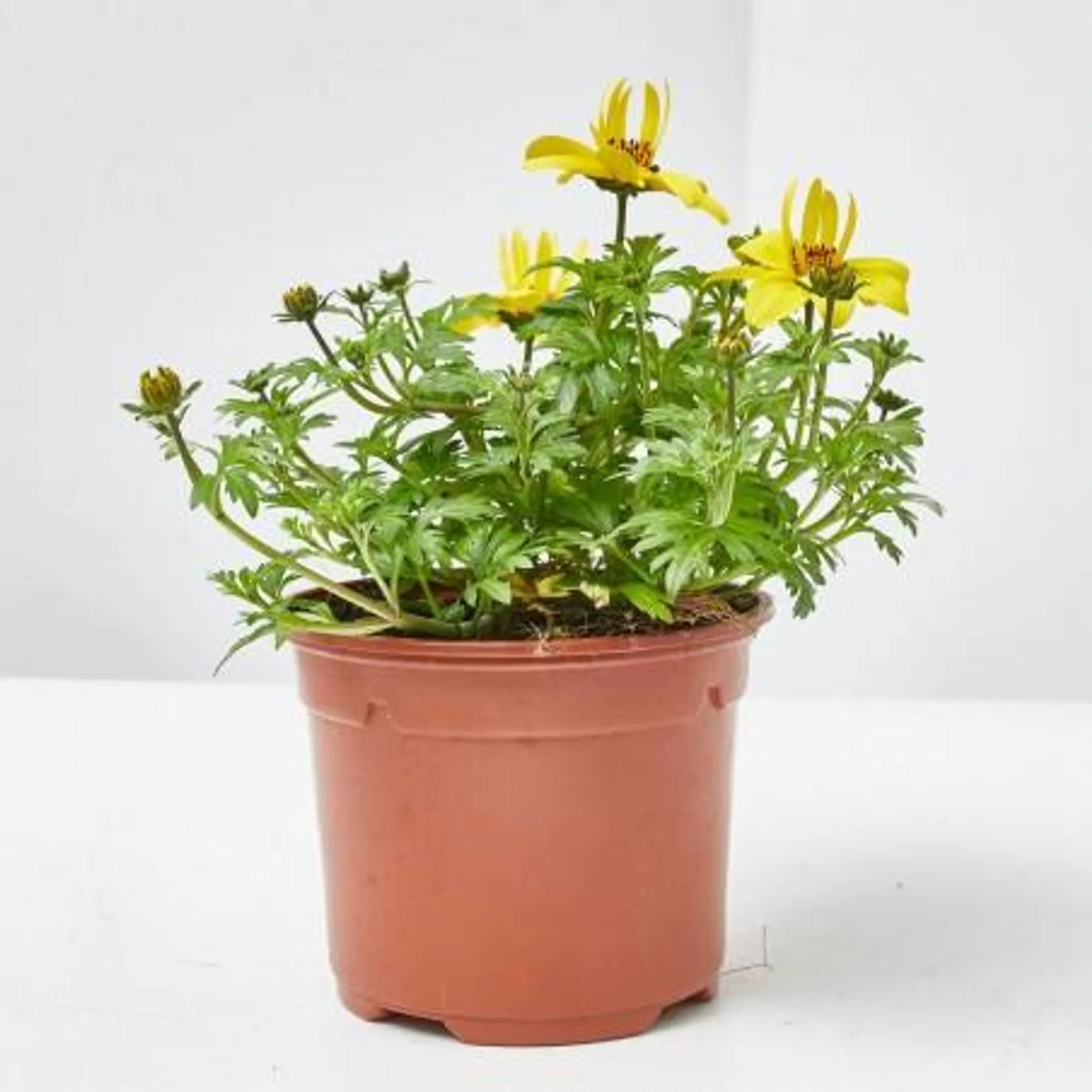 BIDENS