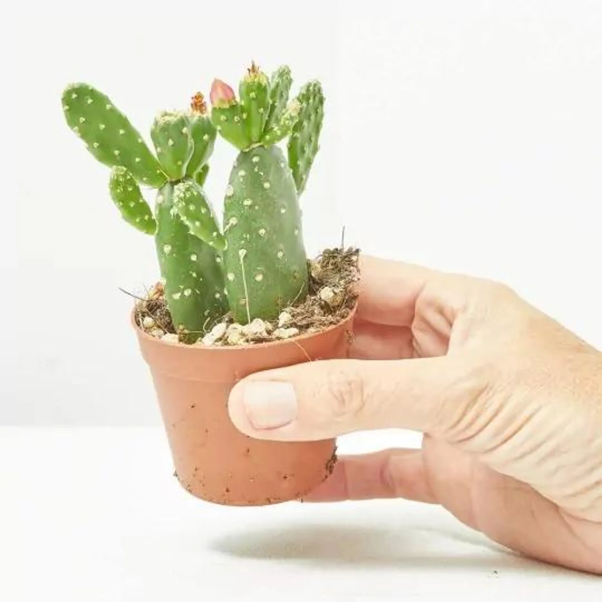 OPUNTIA INAMOENA MACETA 6.5CM