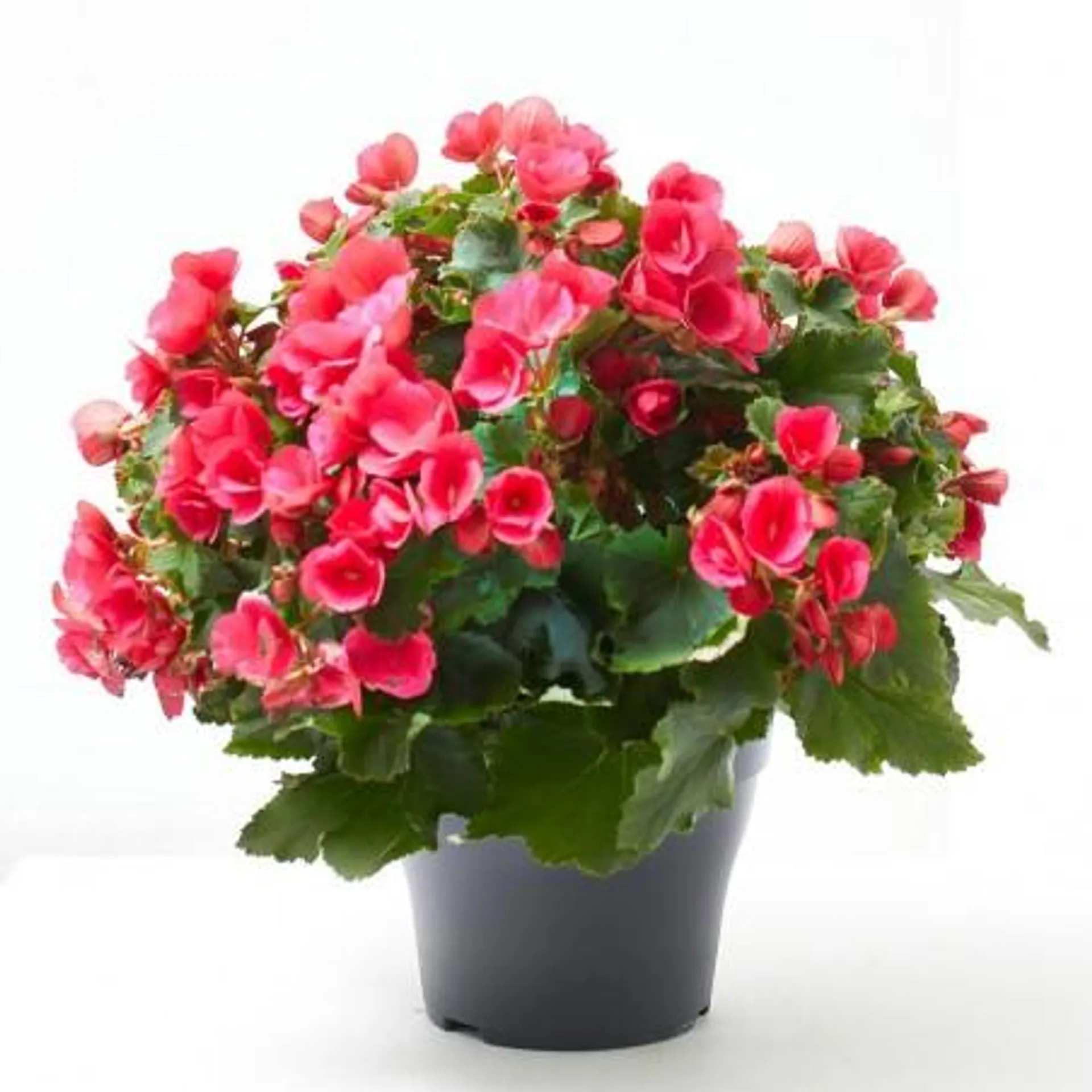 BEGONIA ROSA BELOVE M-19