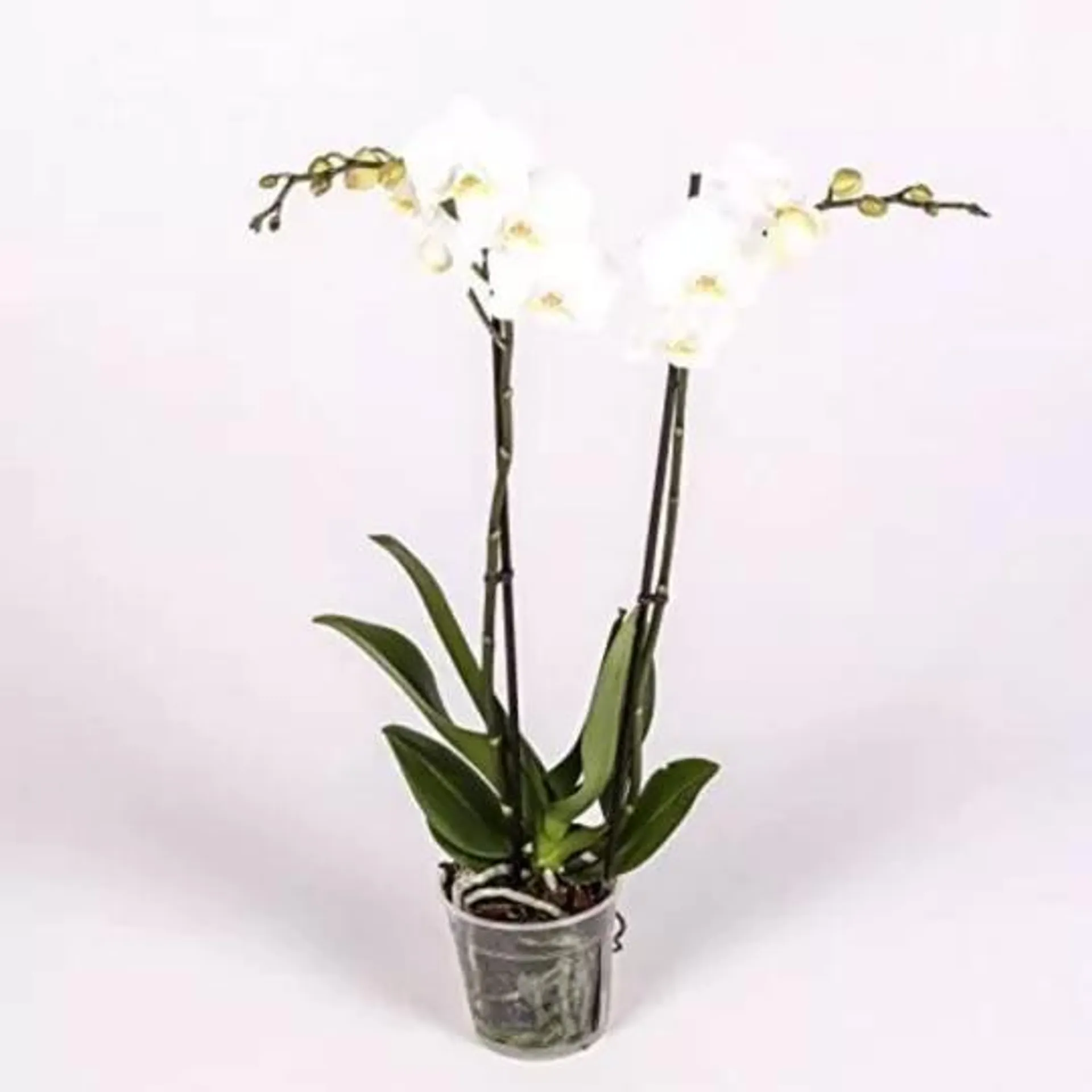 ORQUÍDEA PHALAENOPSIS 2 TALLO MACETA 12CM SURTIDO VARIADO