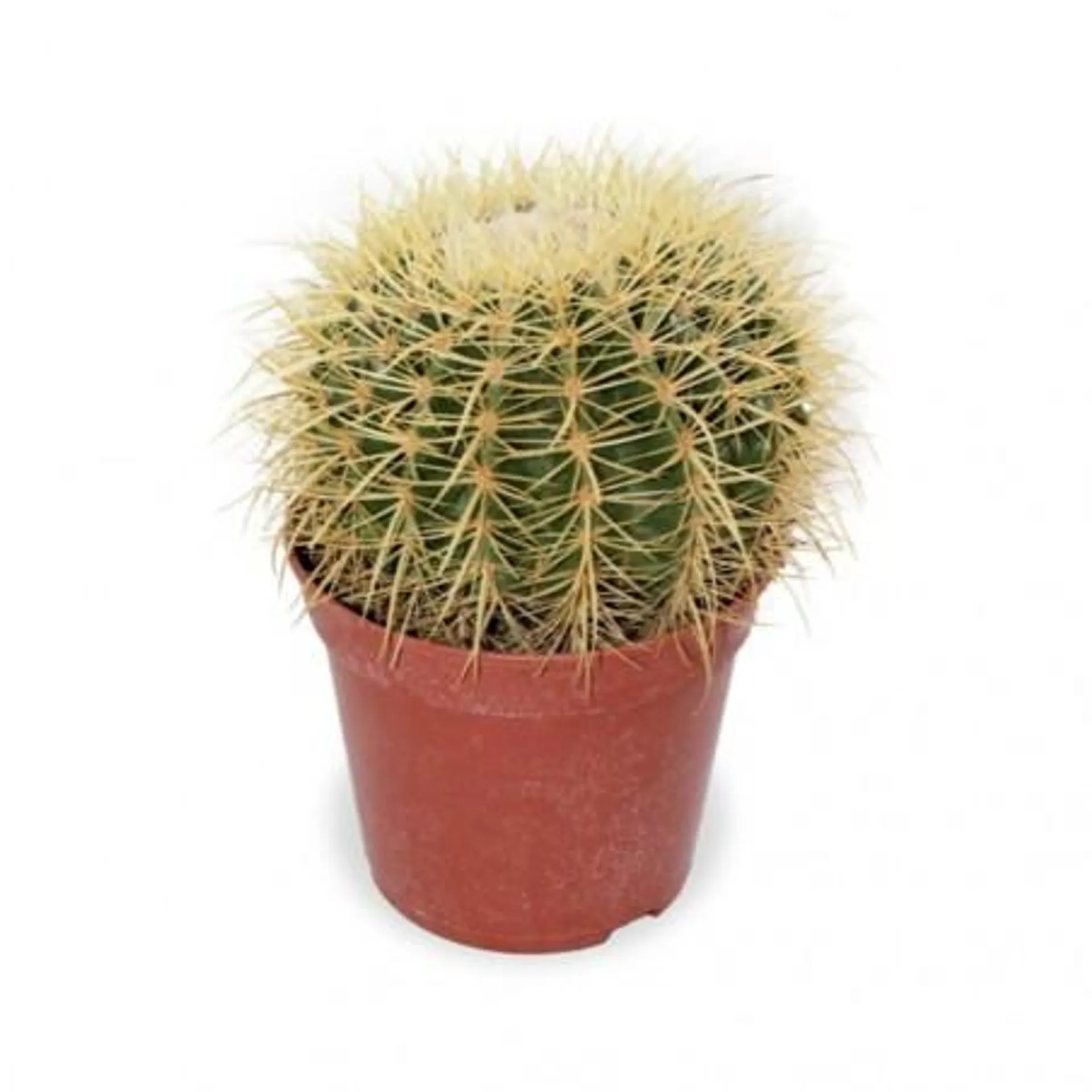 ECHINO CACTUS GRUSSONNI.