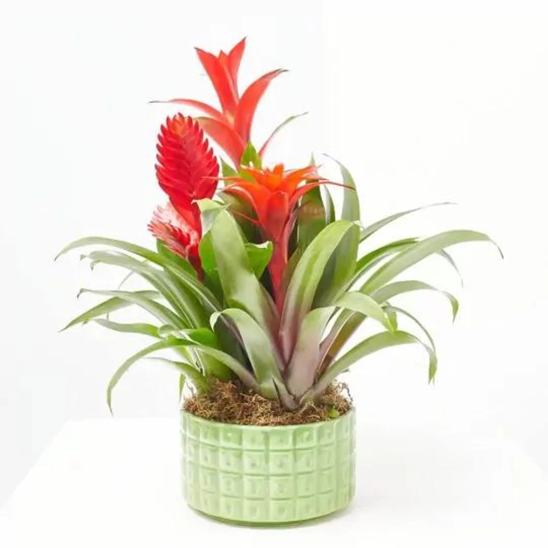 BROMELIA CUPCAKE BOWL CUBA 16CM