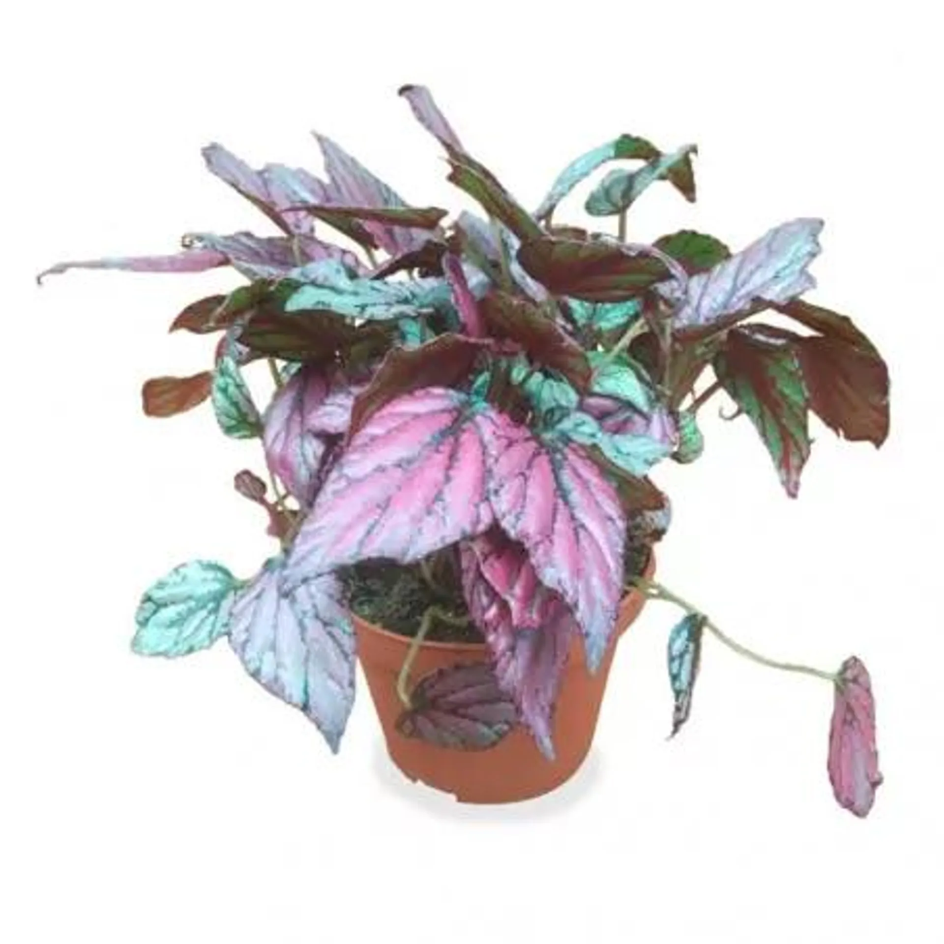 BEGONIA REX HOJA MACETA 13CM