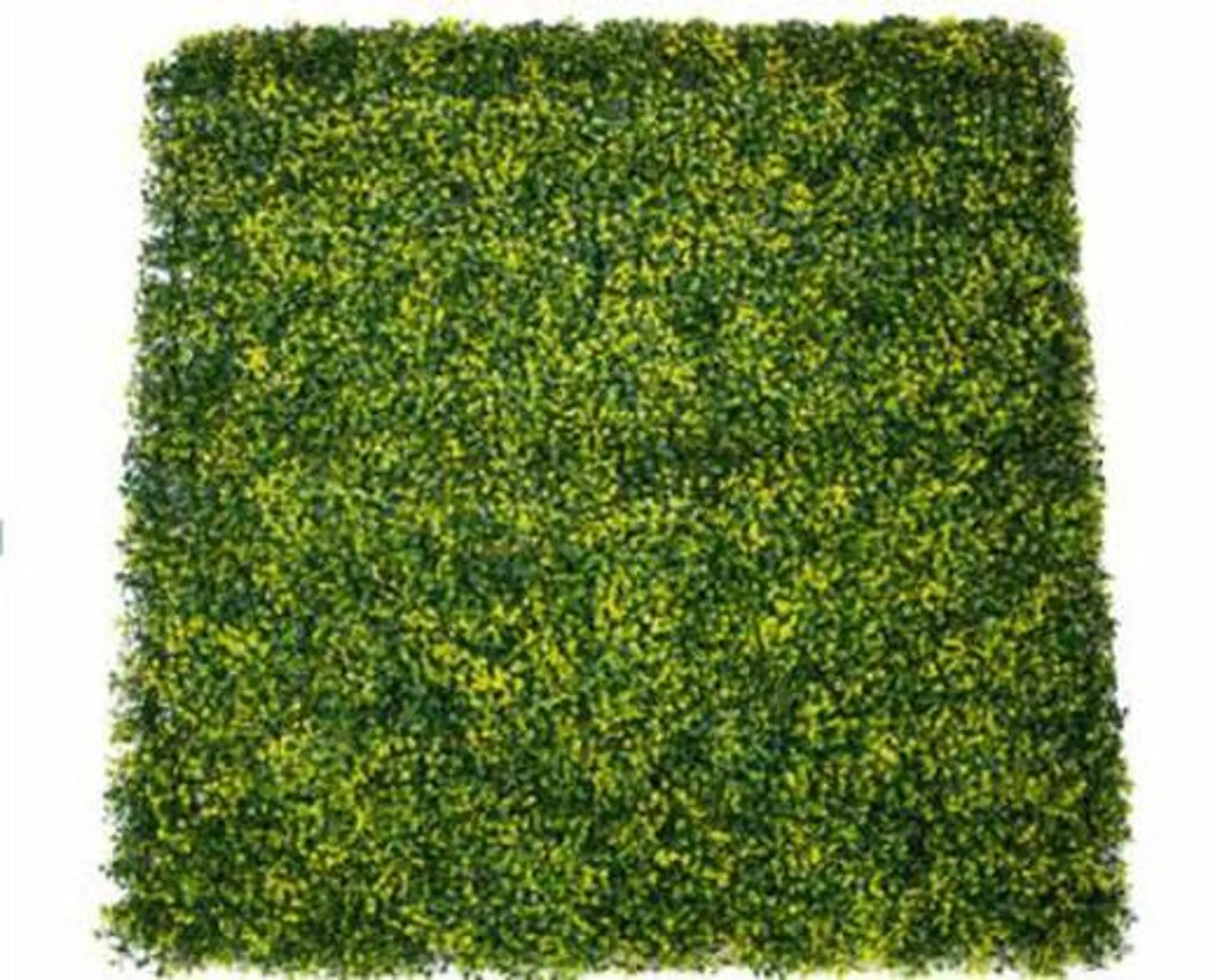 SETO DECORATIVO BUXUS