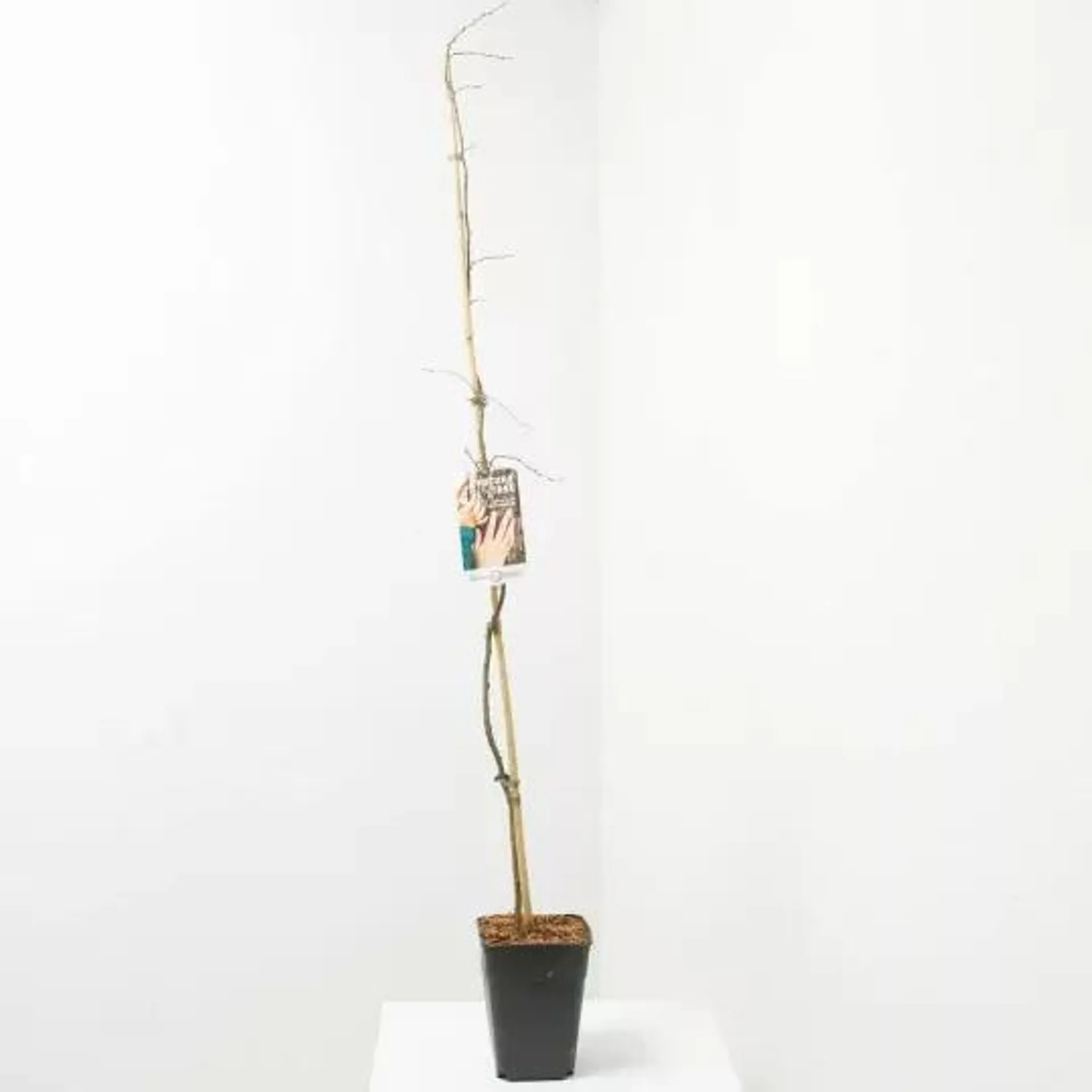 CARPINUS FUTUR TREE MACETA 5L (HAYA)