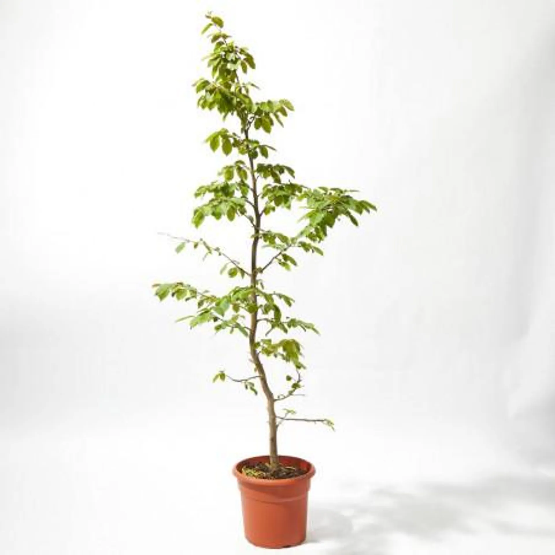 CARPINUS MACETA 24CM