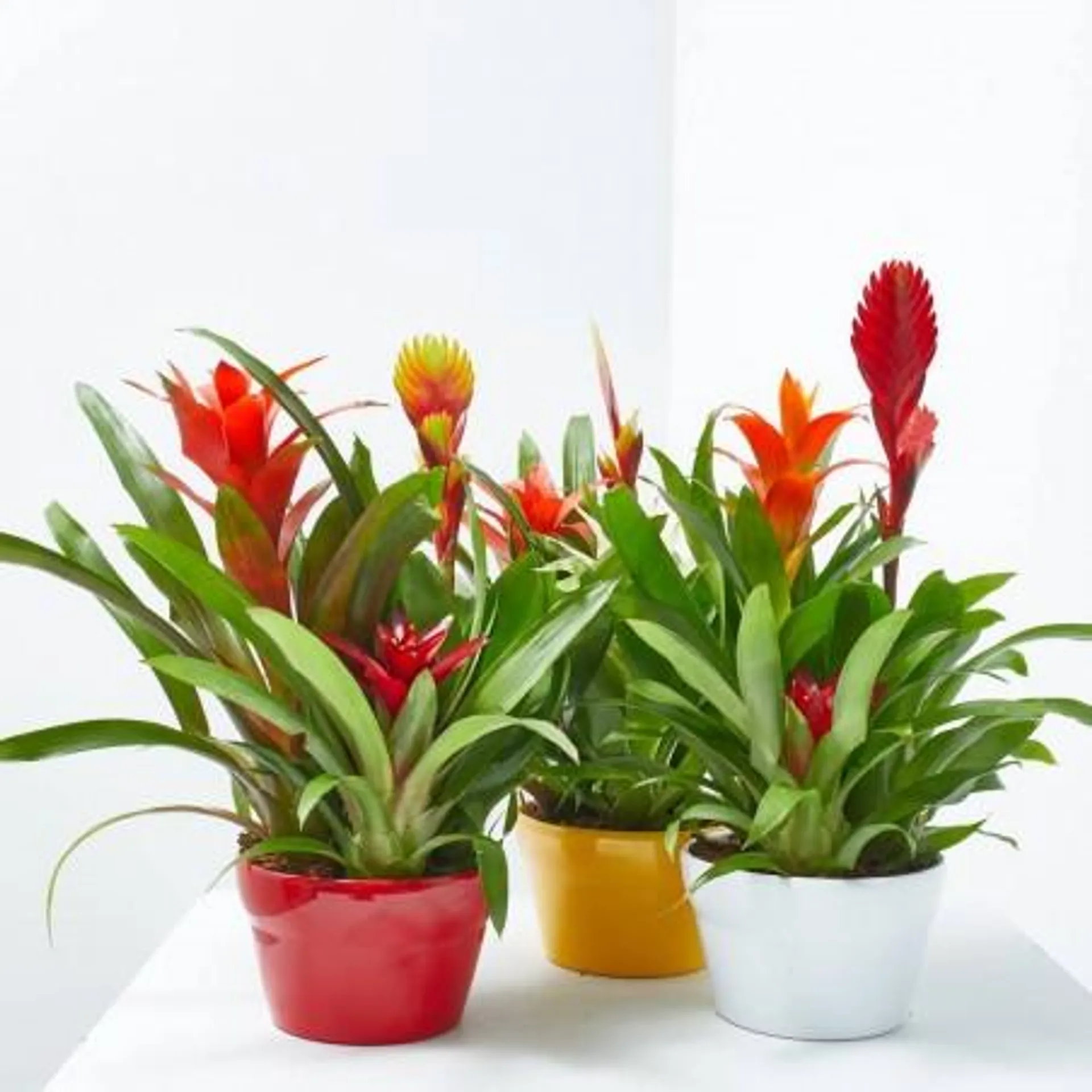 BROMELIAS TRIO COMPO M-17