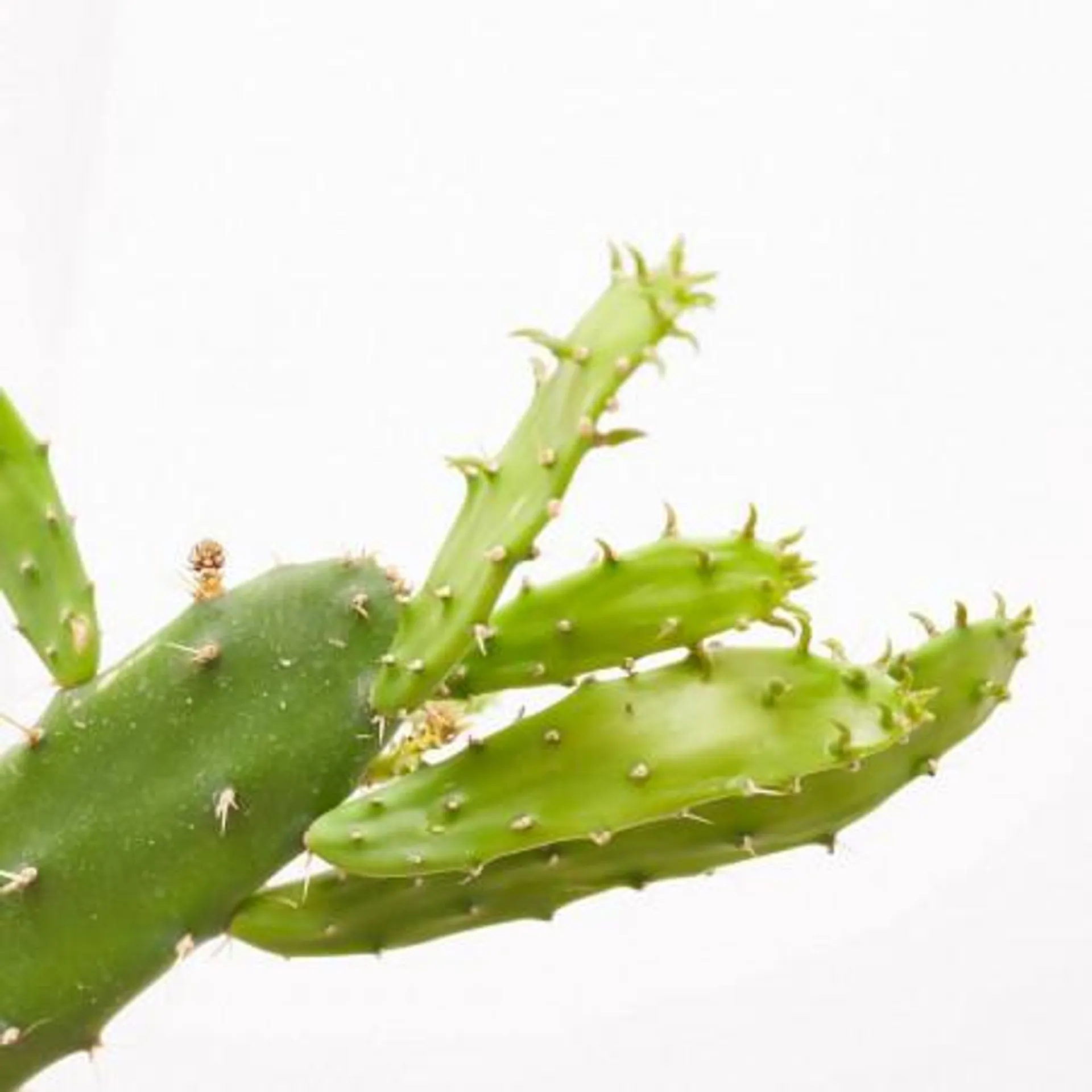 OPUNTIA POLYCANTHA RUBRA MACETA 8L