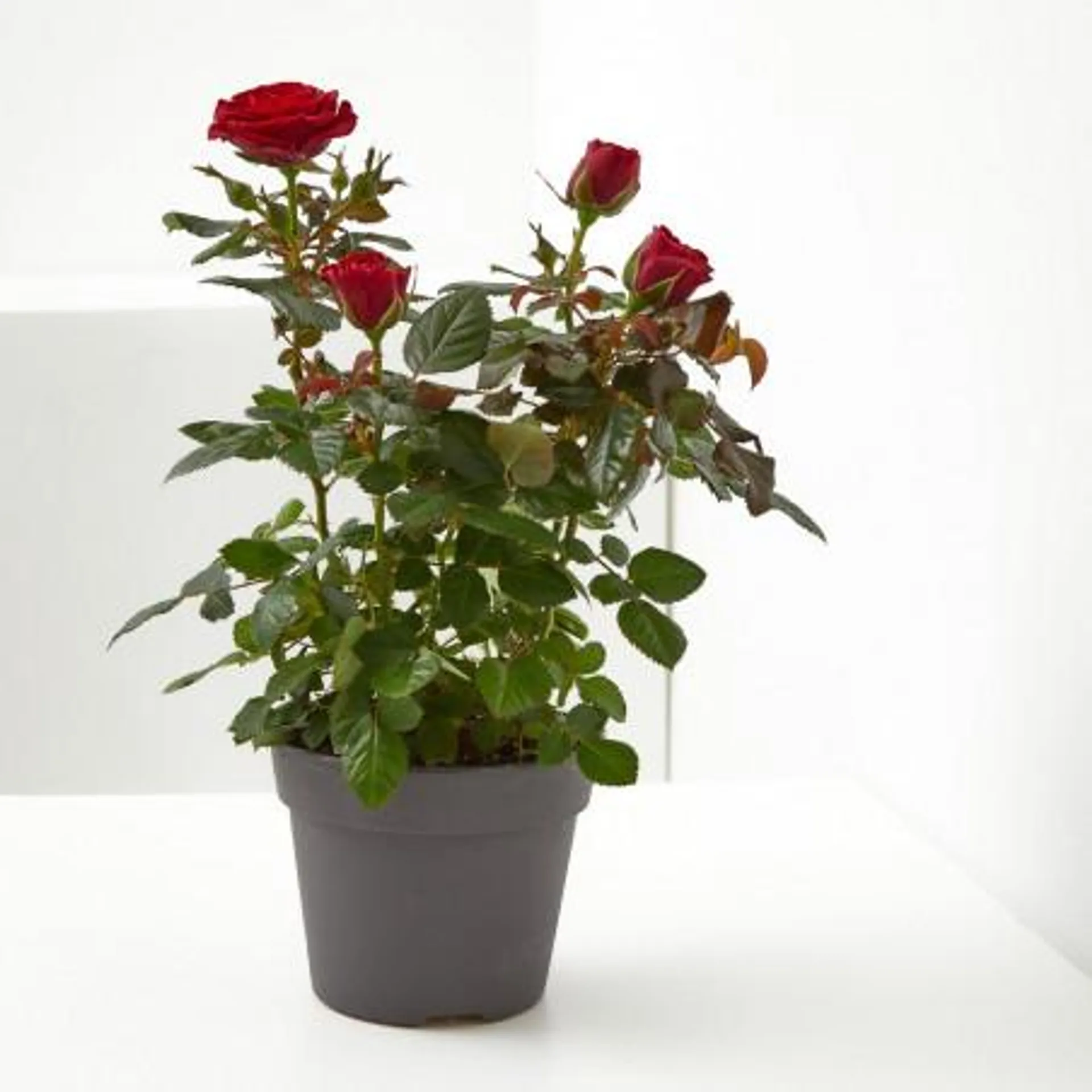 ROSAL MINI MACETA 13CM