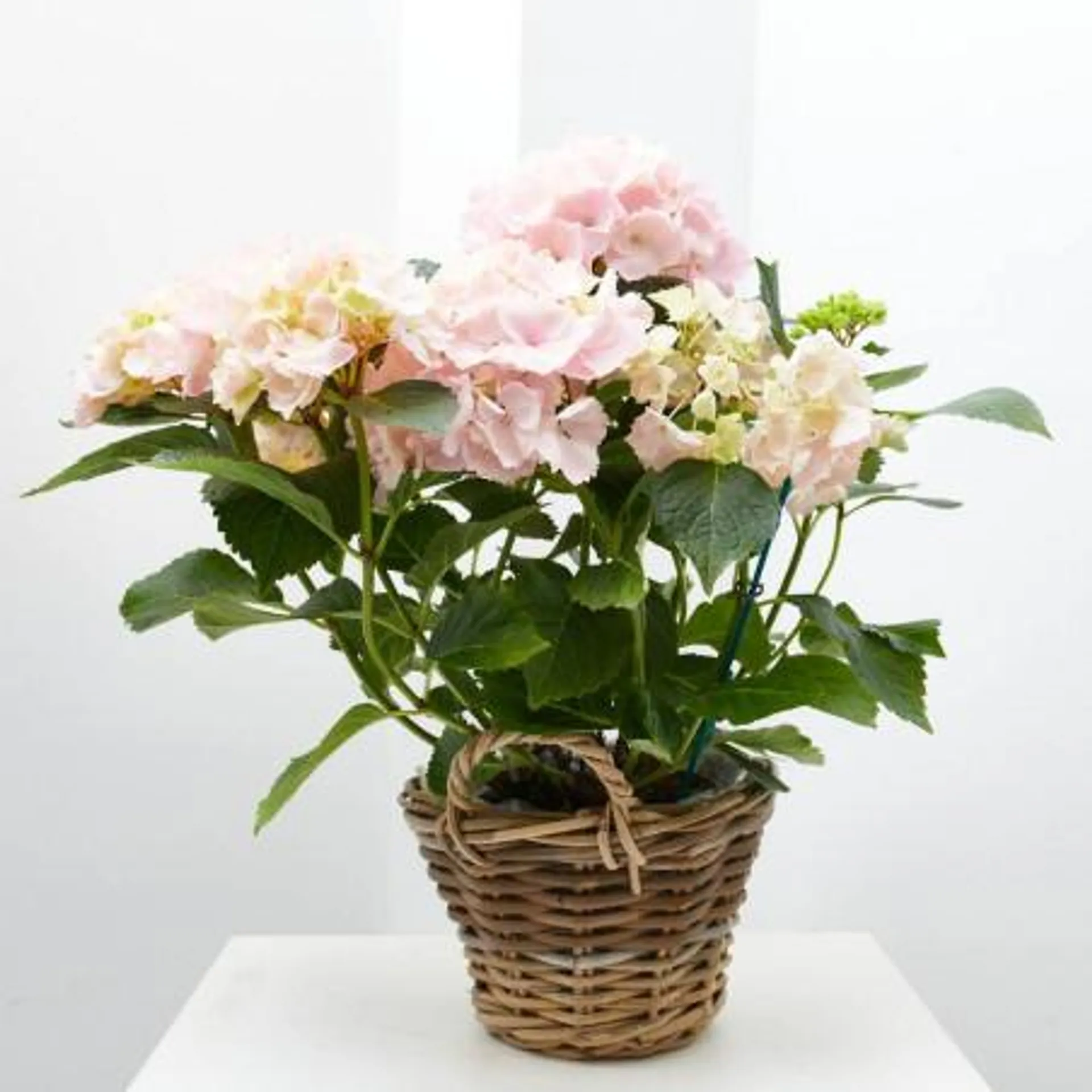 HORTENSIA 17CM CON CUBRE BASKET