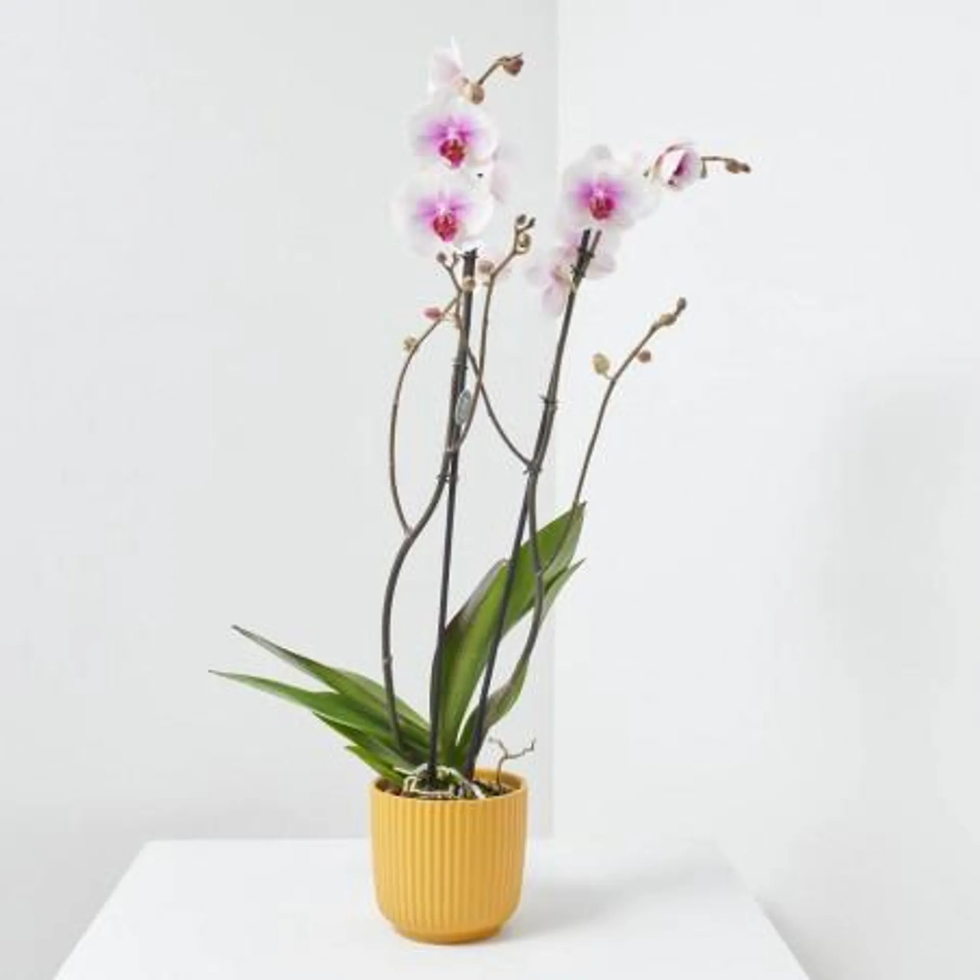 LOTE PHALAENOPSIS + MACETA LUNA AMARILLA