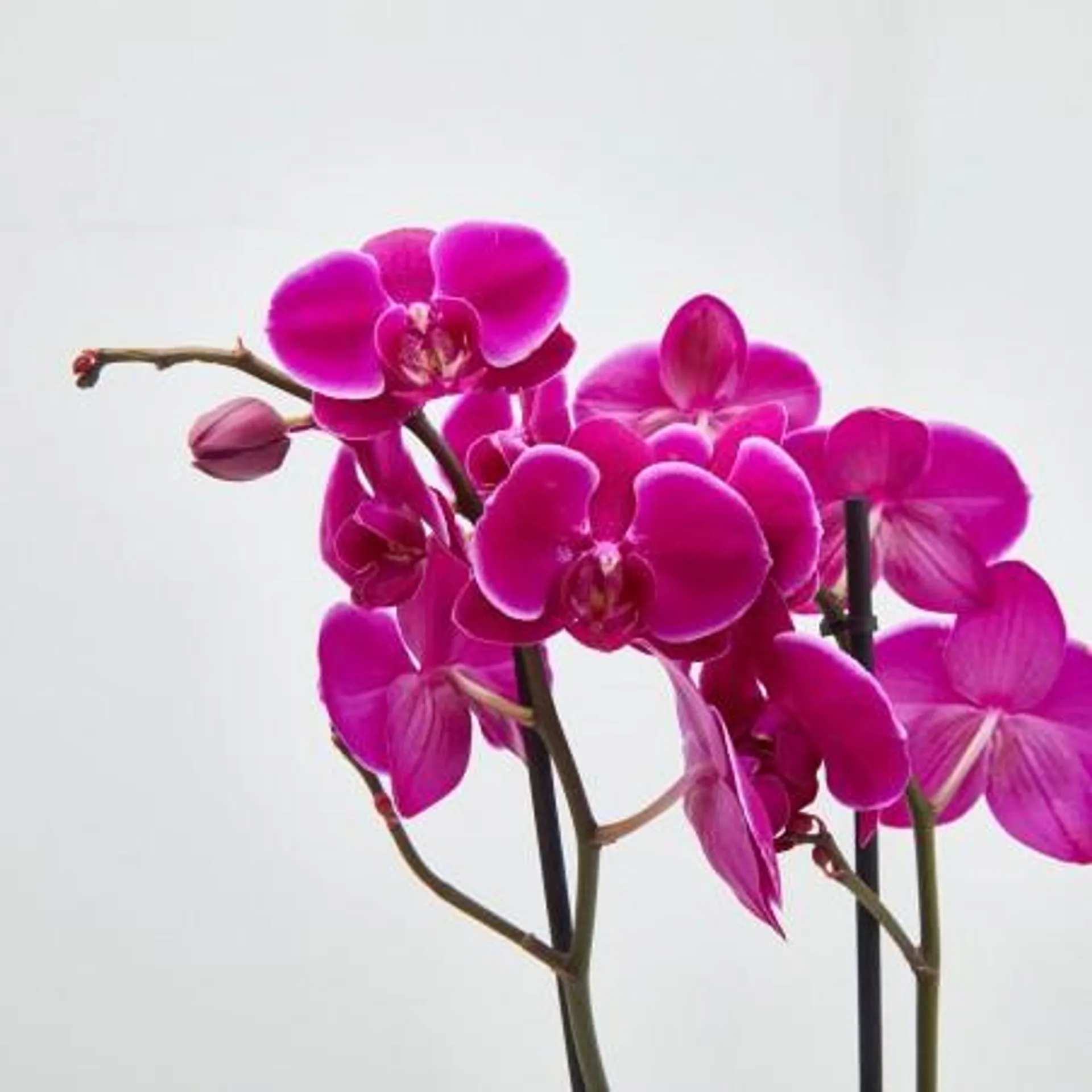 ORQUÍDEA FUCSIA 2 TALLOS EN MACETA 12CM.