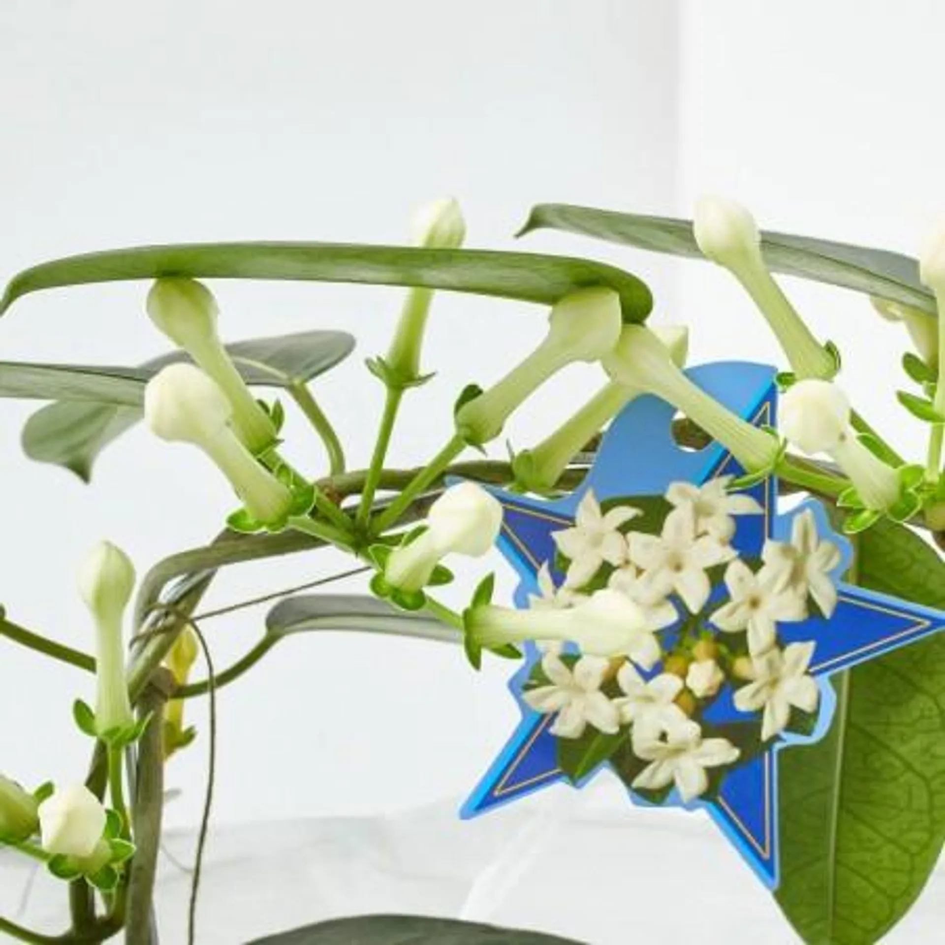 STEPHANOTIS MACETA 12CM