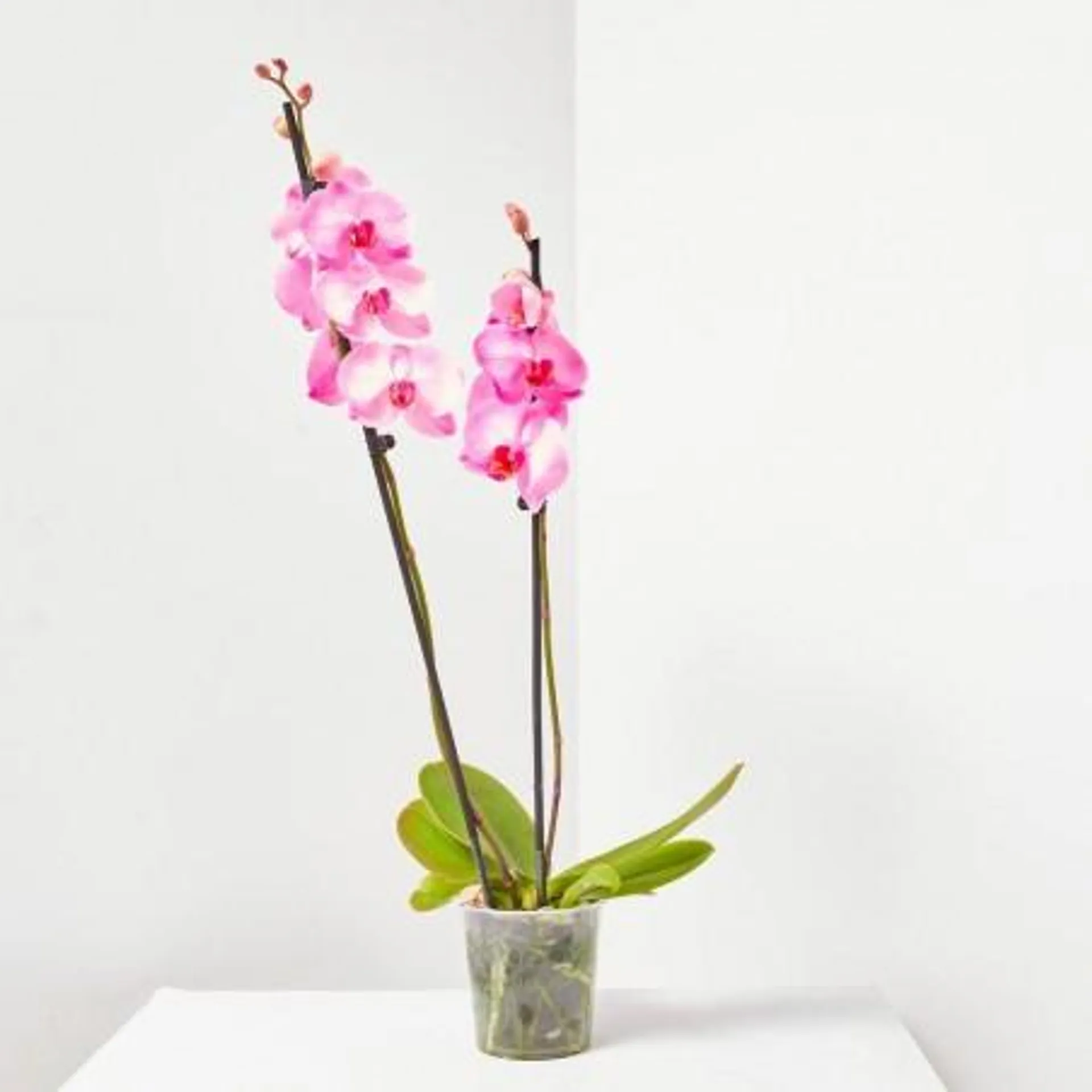 ORQUÍDEA PHALAENOPSIS TINTADA ROSA M-12 2 TALLOS