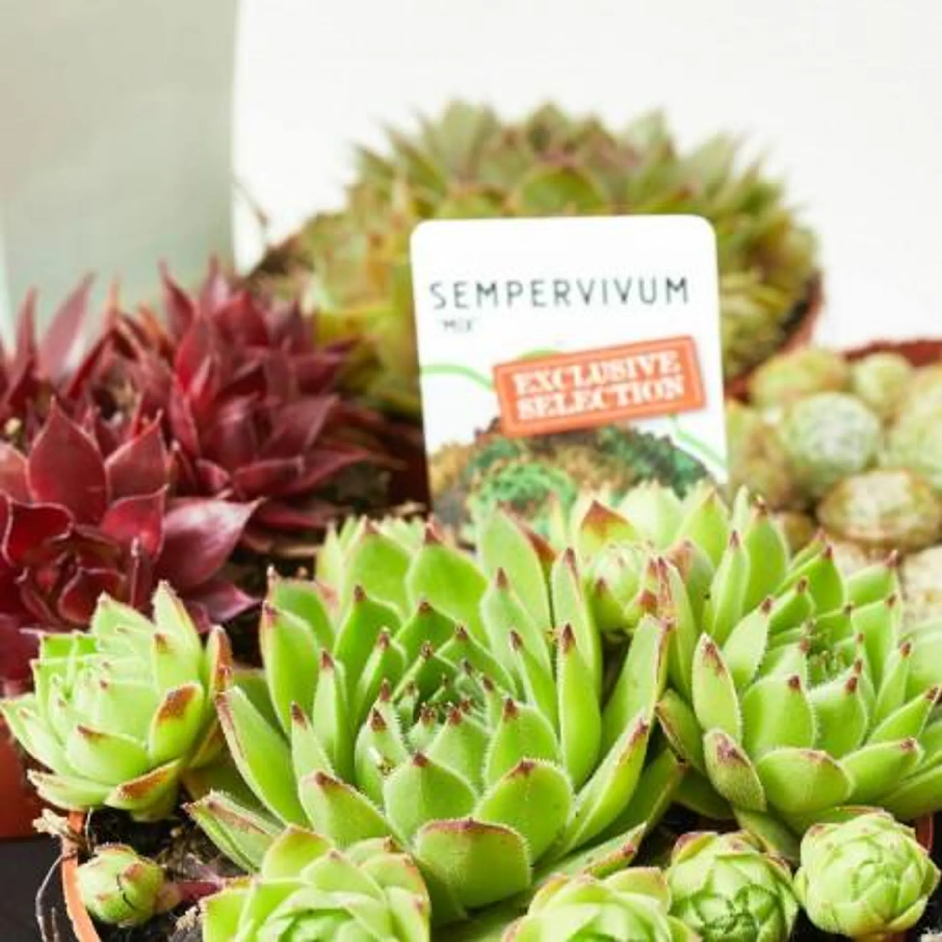 SEMPERVIVUM X6