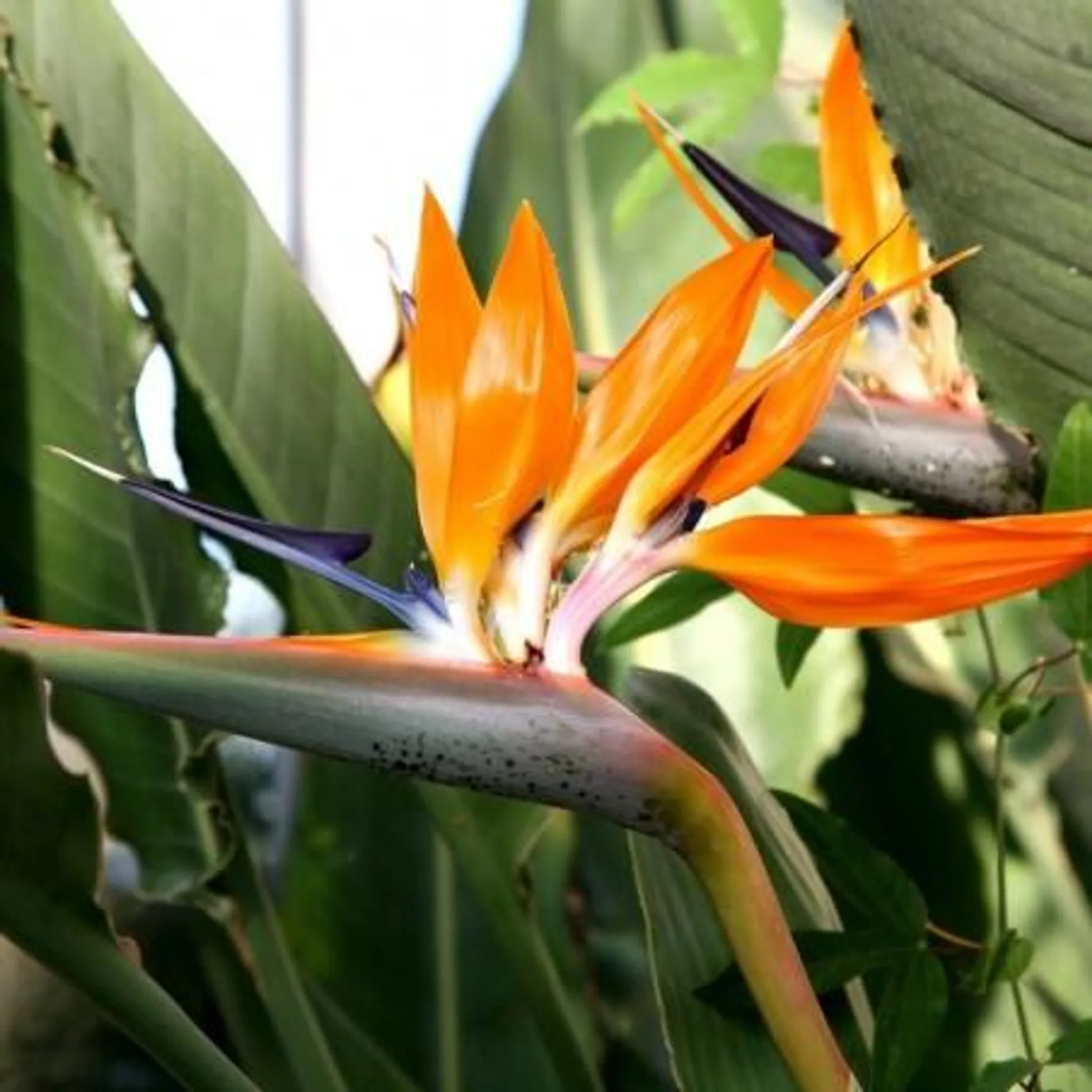 STRELITZIA REGINAE