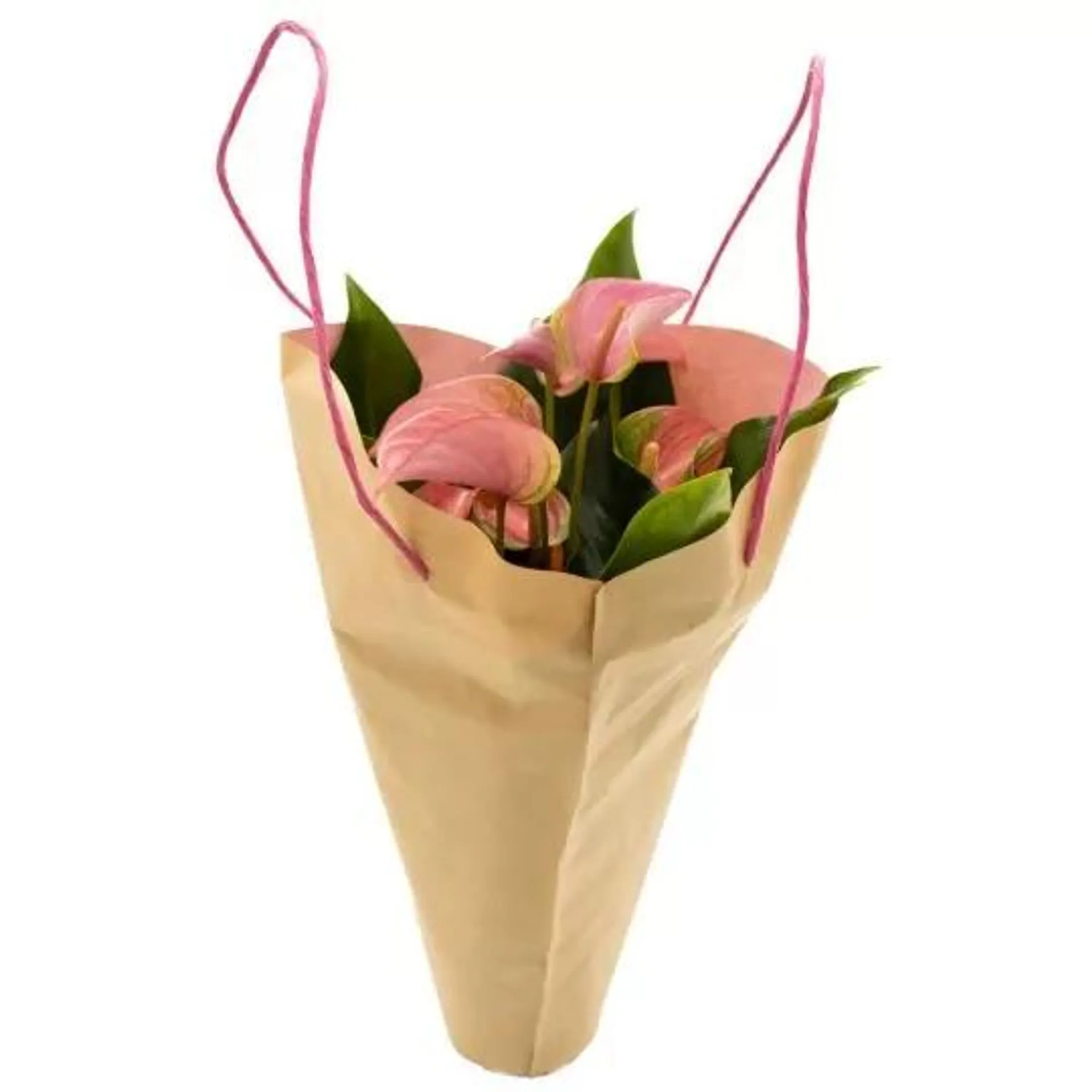 ANTHURIUM BOLSA REGALO MACETA 12CM TONOS ROSAS