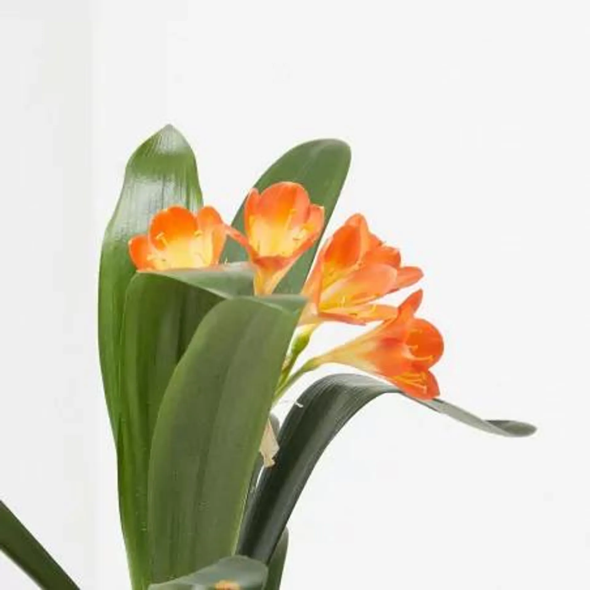 CLIVIA MACETA 13CM