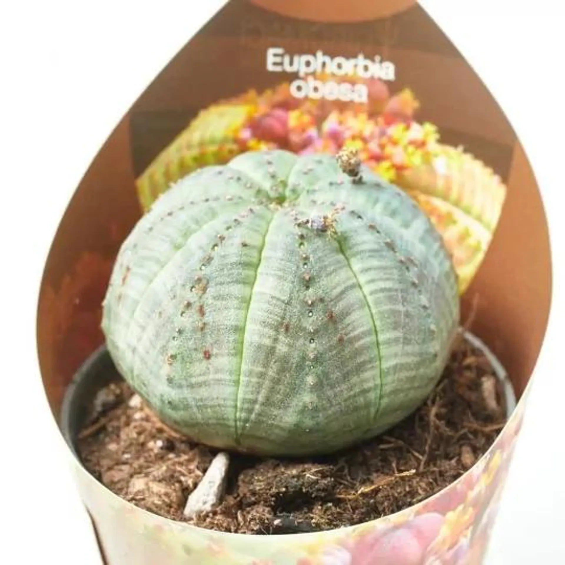 EUPHORBIA OBESA MACETA 6.5CM