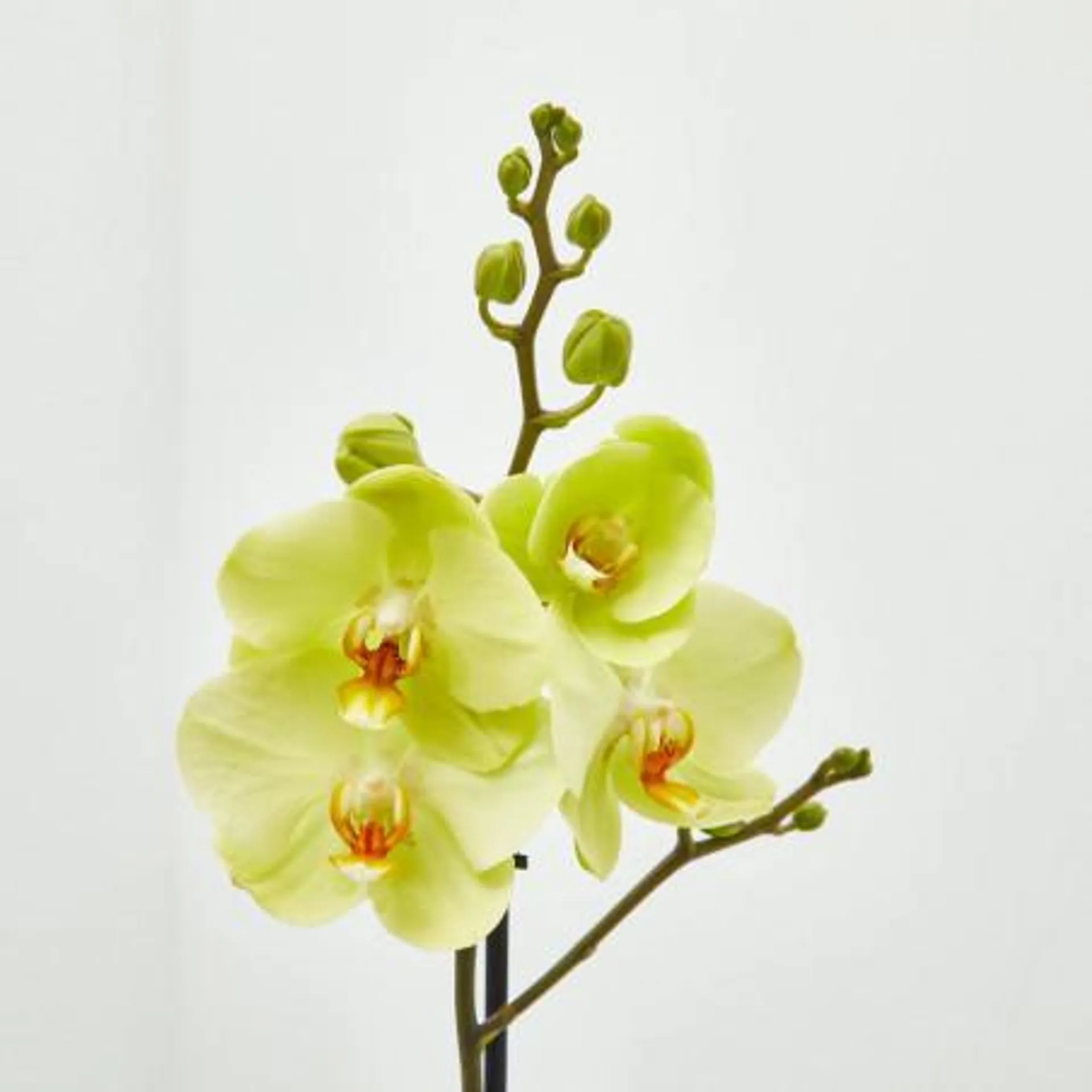 ORQUÍDEA AMARILLA 1TALLO EN MACETA 12CM.