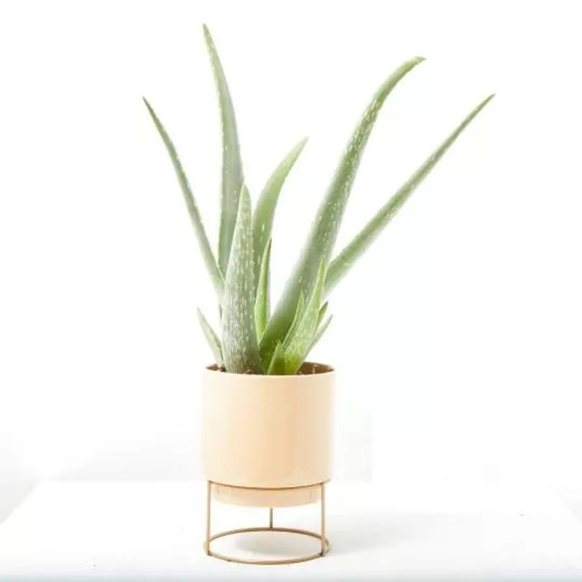 ALOE VERA CON CUBRE SOPORTE 13CM