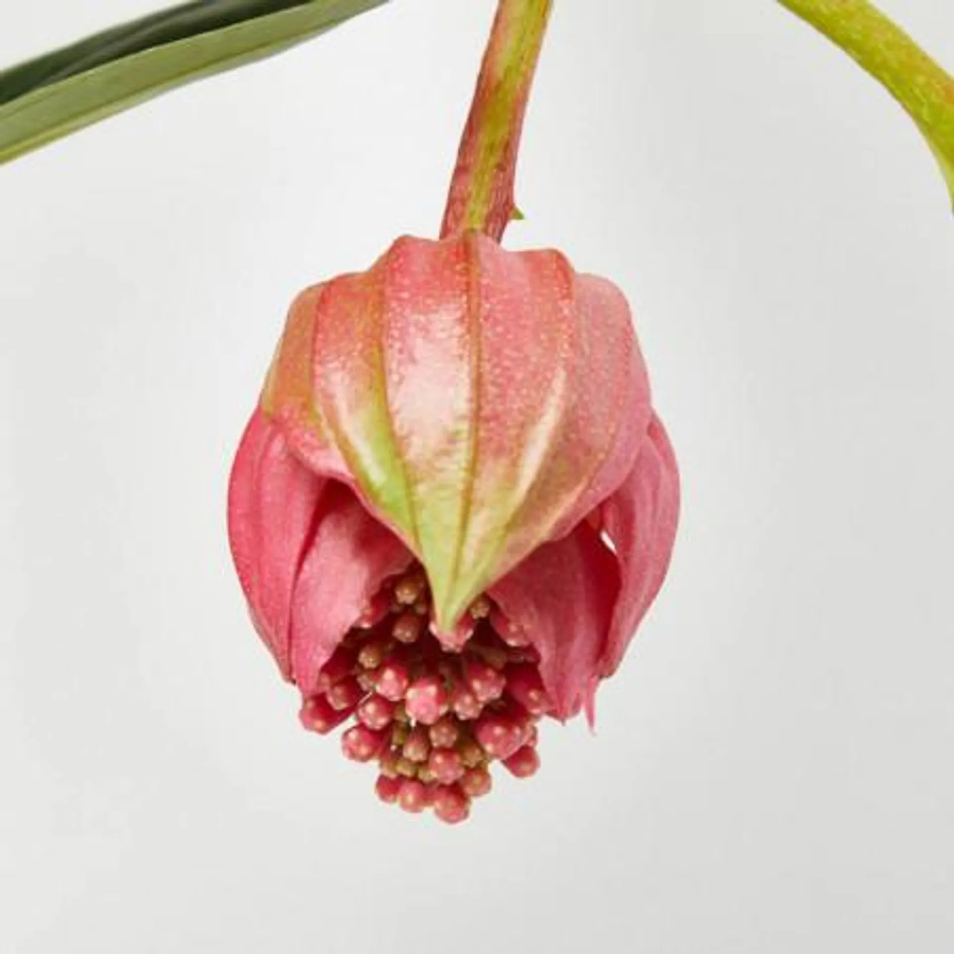 MEDINILLA MAGNIFICA FLAMENCO MACETA 17CM