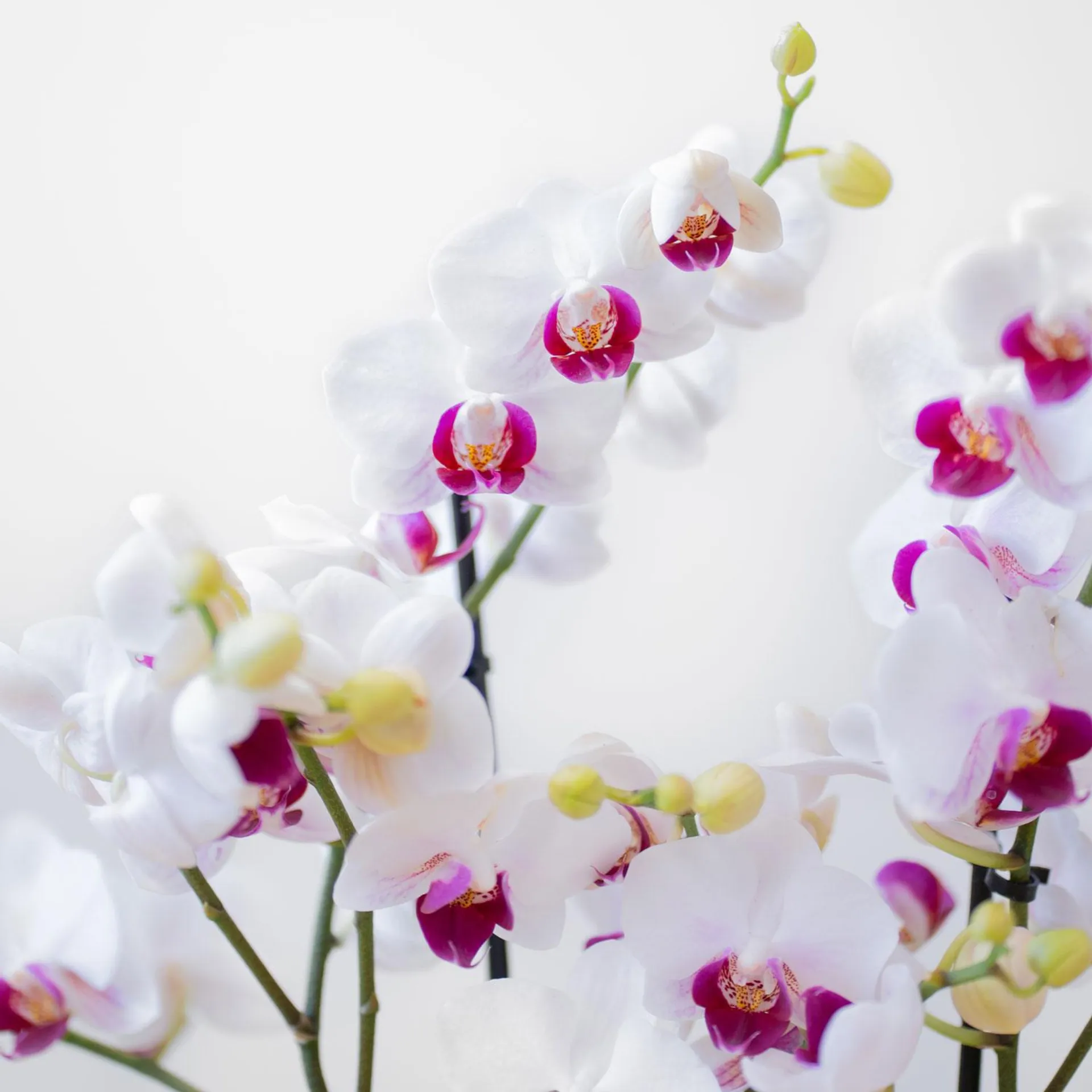 Phalaenopsis Multiflora blanca