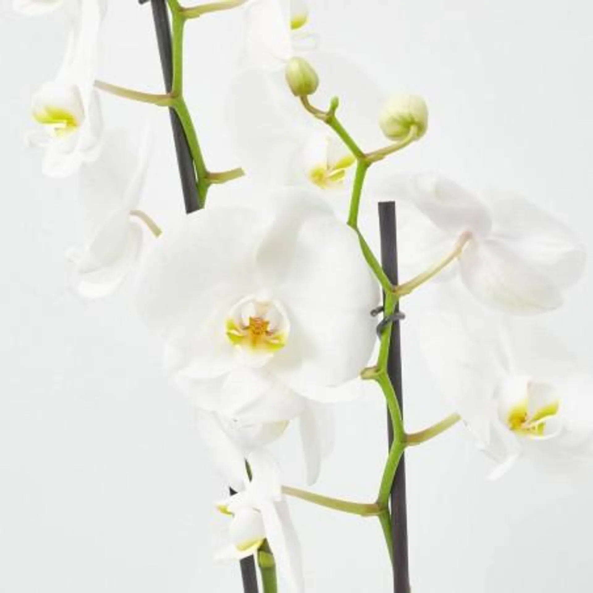 ORQUÍDEA PHALAENOPSIS 2TALLOS + MACETA THALIA BLANCO