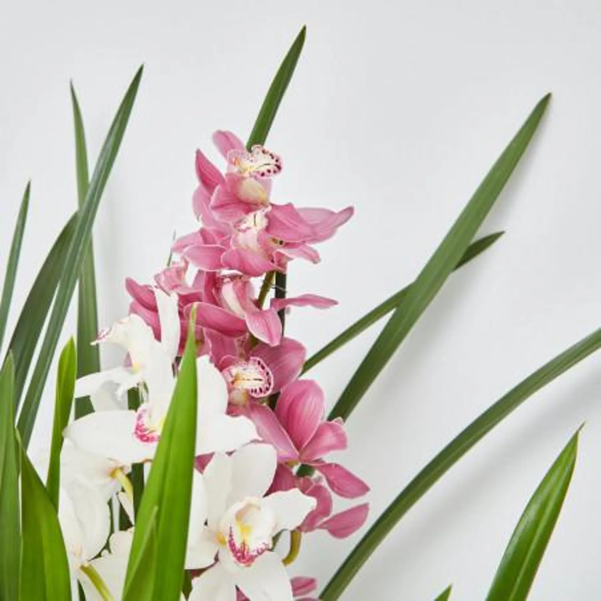 ORQUIDEA CYMBIDIUM 1 TALLO MACETA 12CM