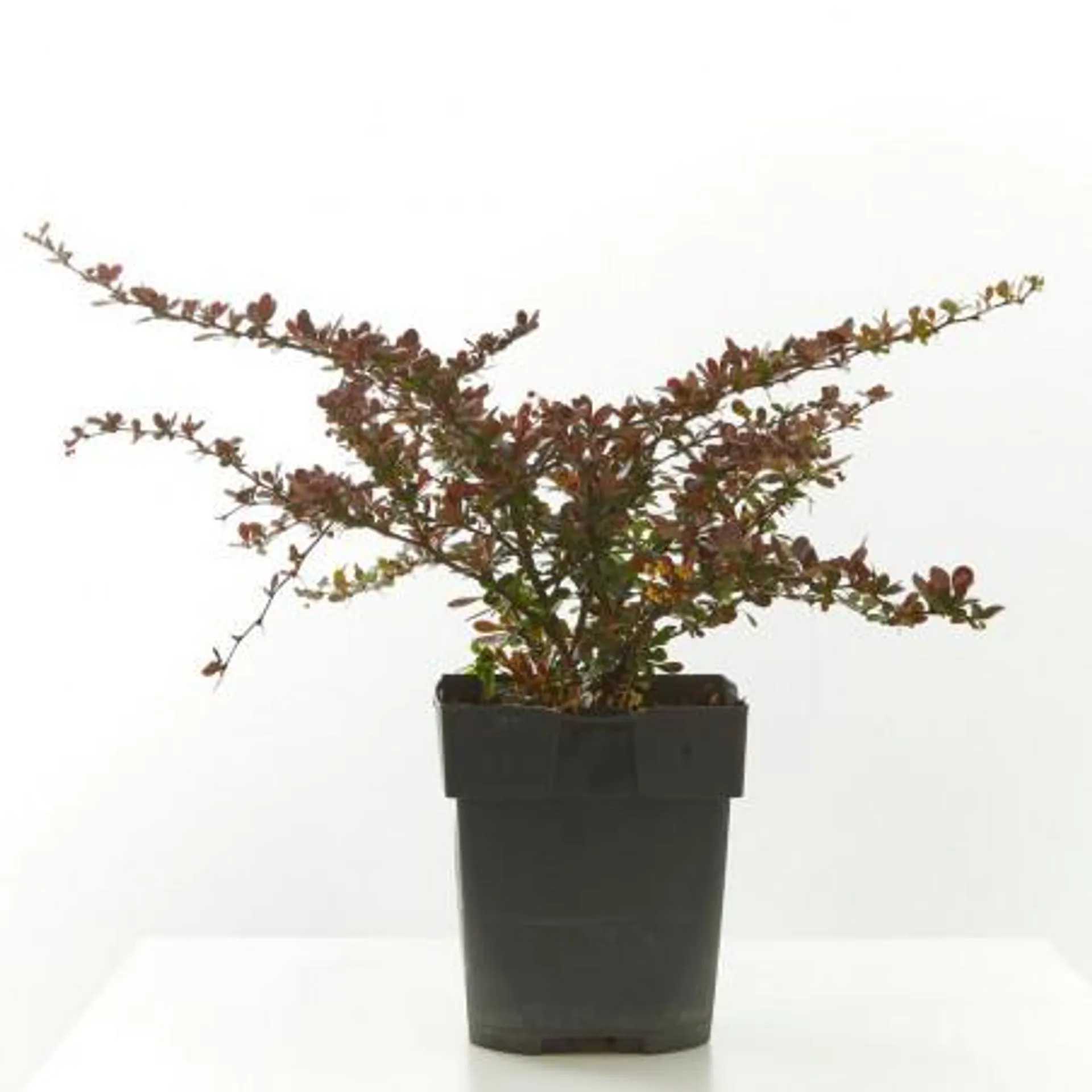 BERBERIS MACETA 15CM