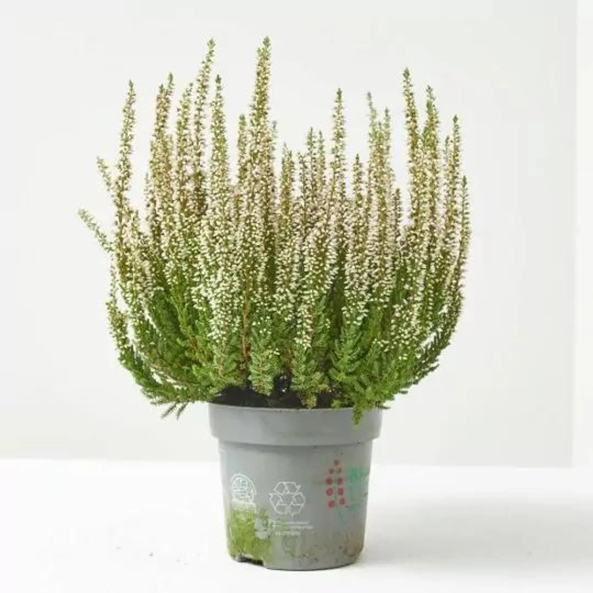 CALLUNA MACETA 12CM