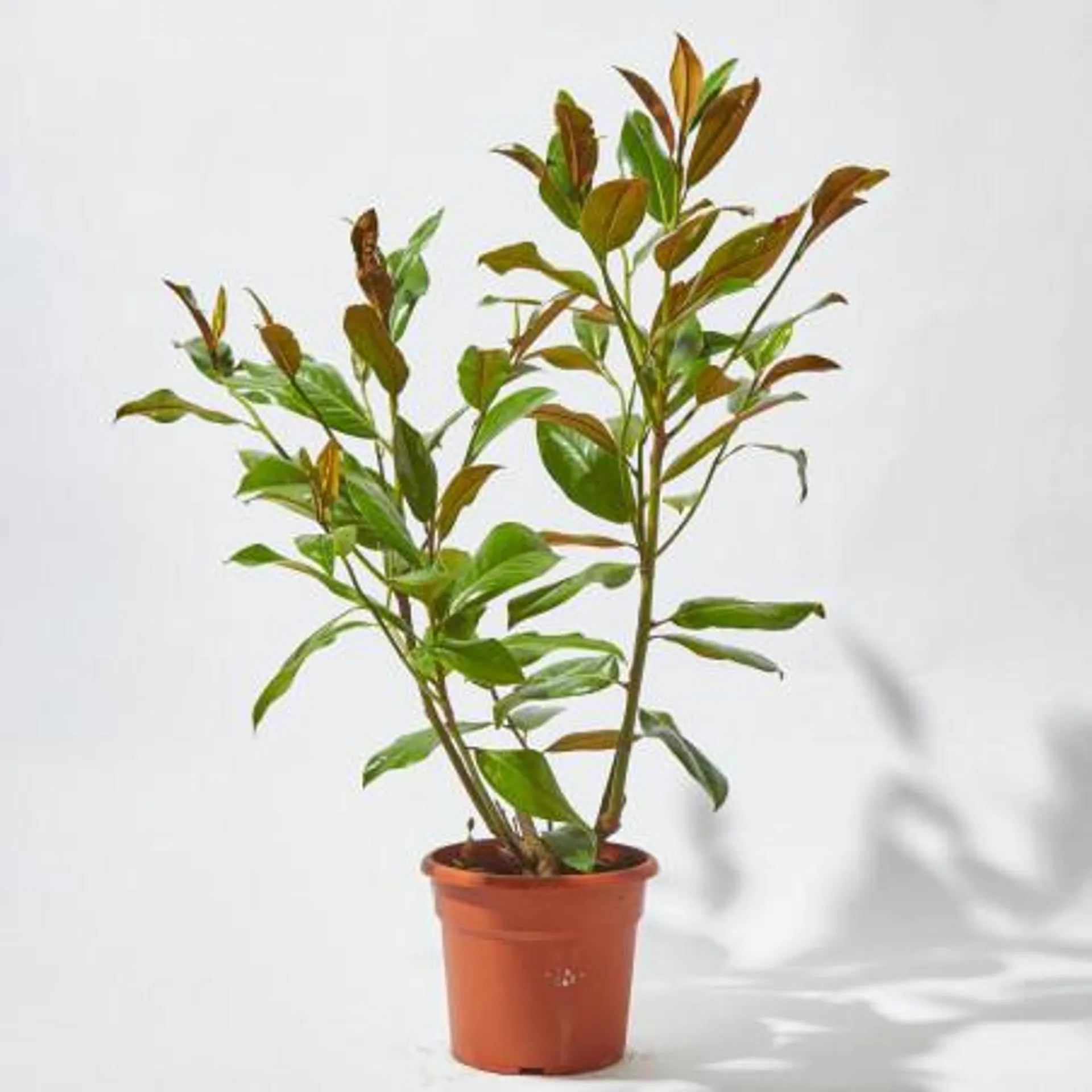 MAGNOLIO 10L