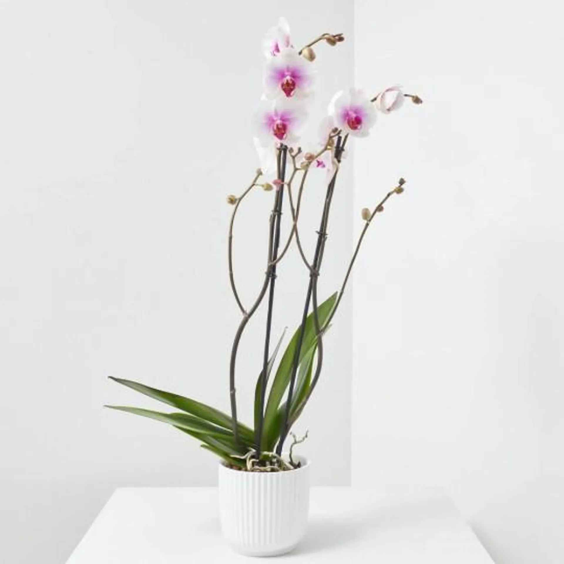 LOTE PHALAENOPSIS + MACETA LUNA BLANCA