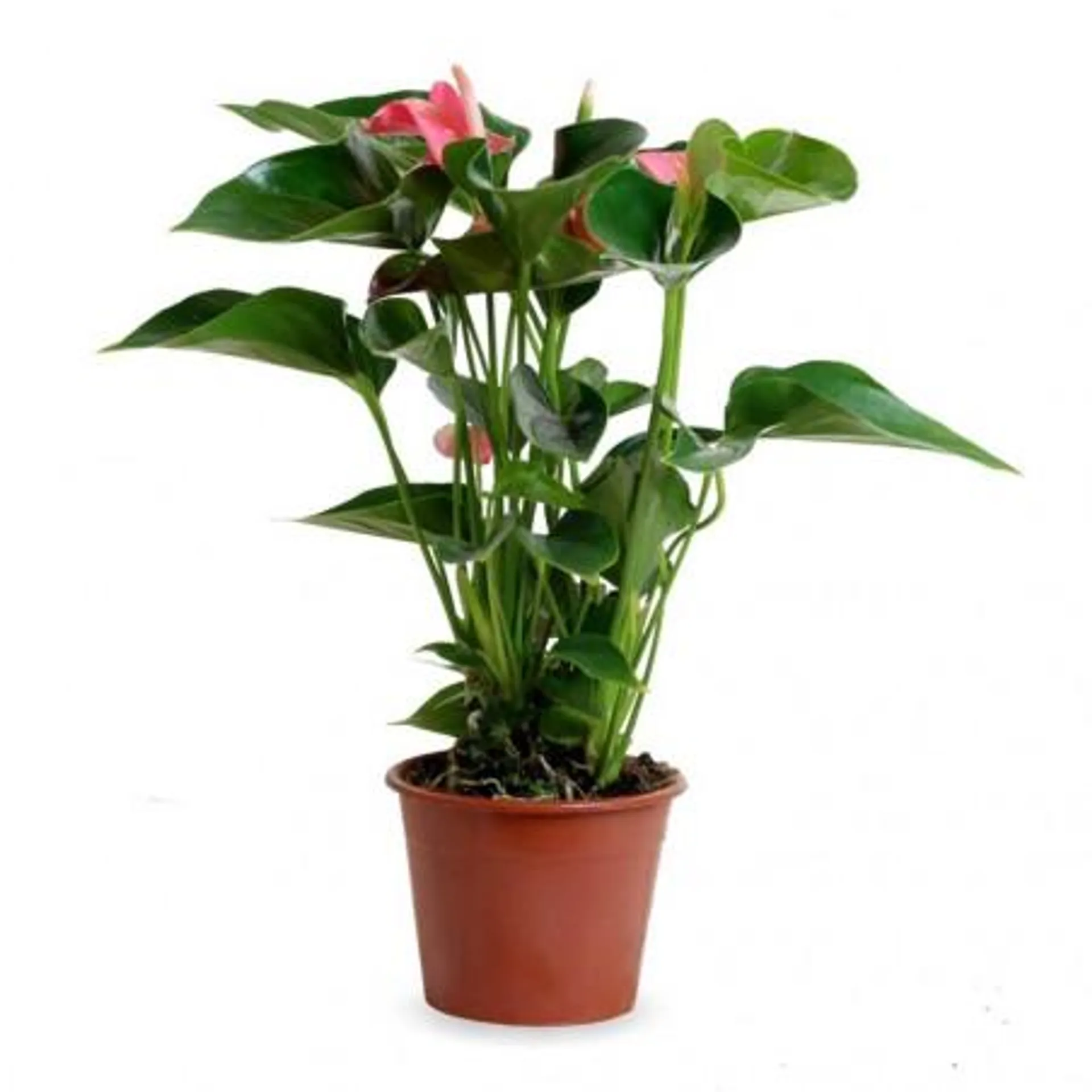 ANTHURIUM - SURTIDO COLORES