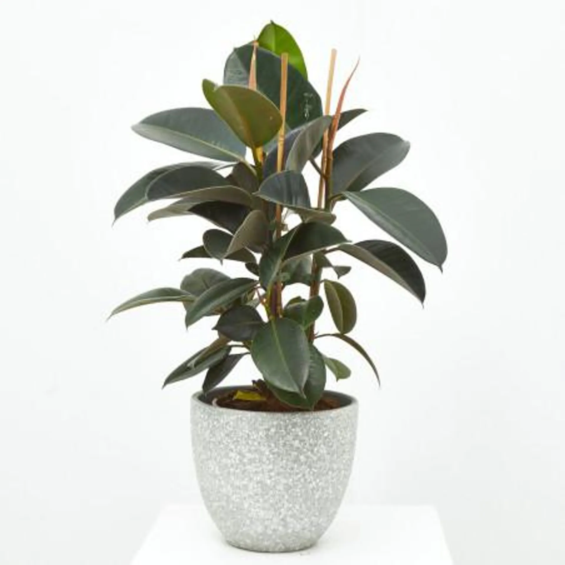 FICUS ROBUSTA